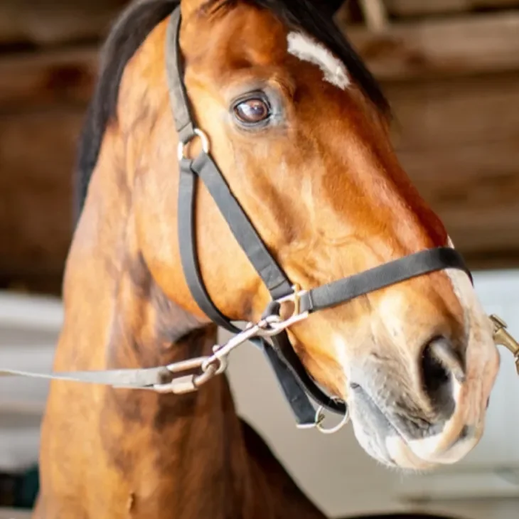 Close-up of a brown horse's head with a halter, in a barn setting.