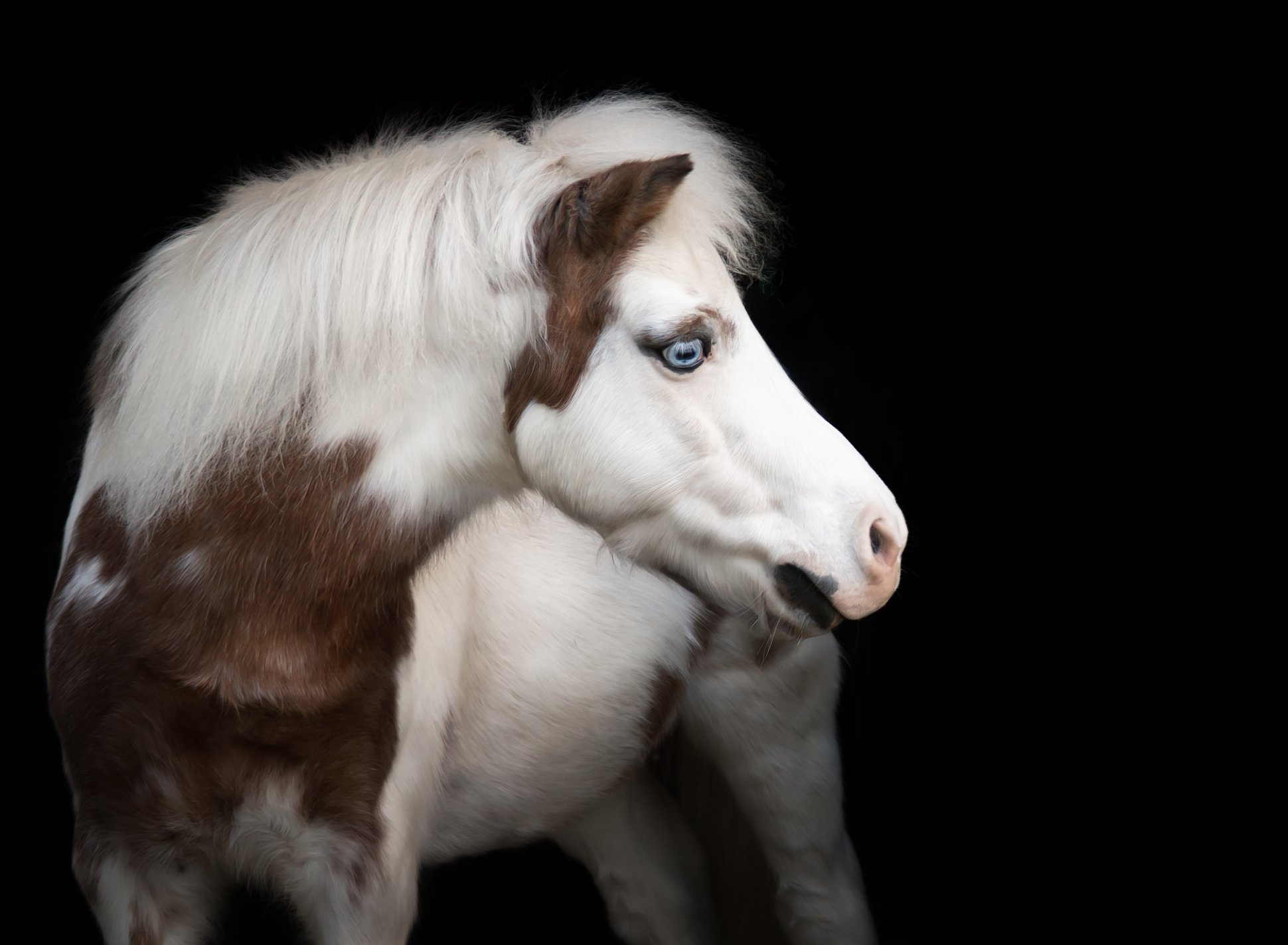 A side profile of a white and brown pony with blue eyes against a black background.