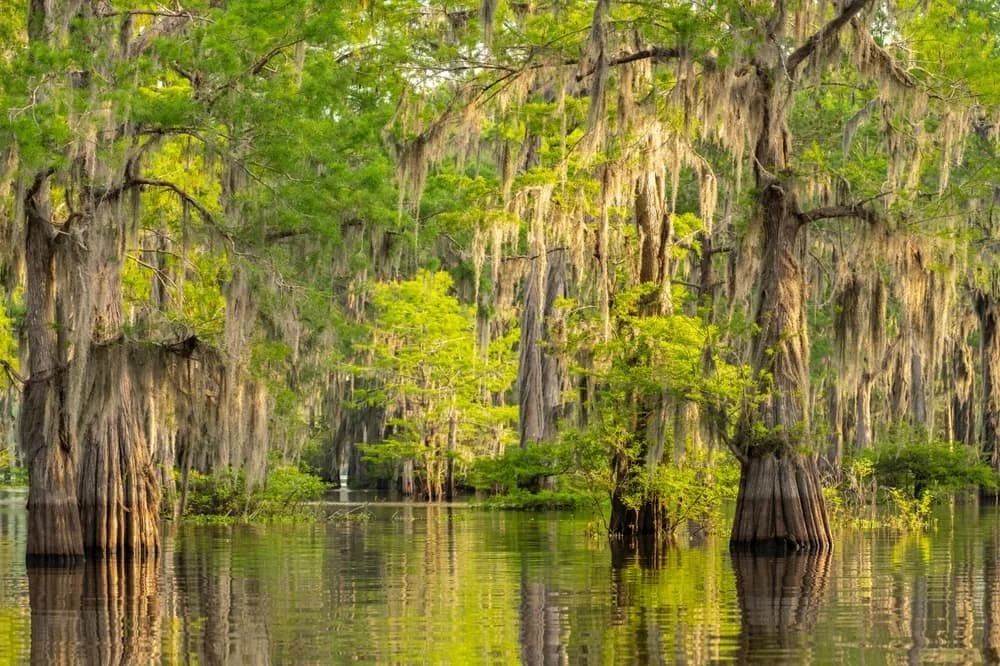 Where to Go in Louisiana that isn’t New Orleans
