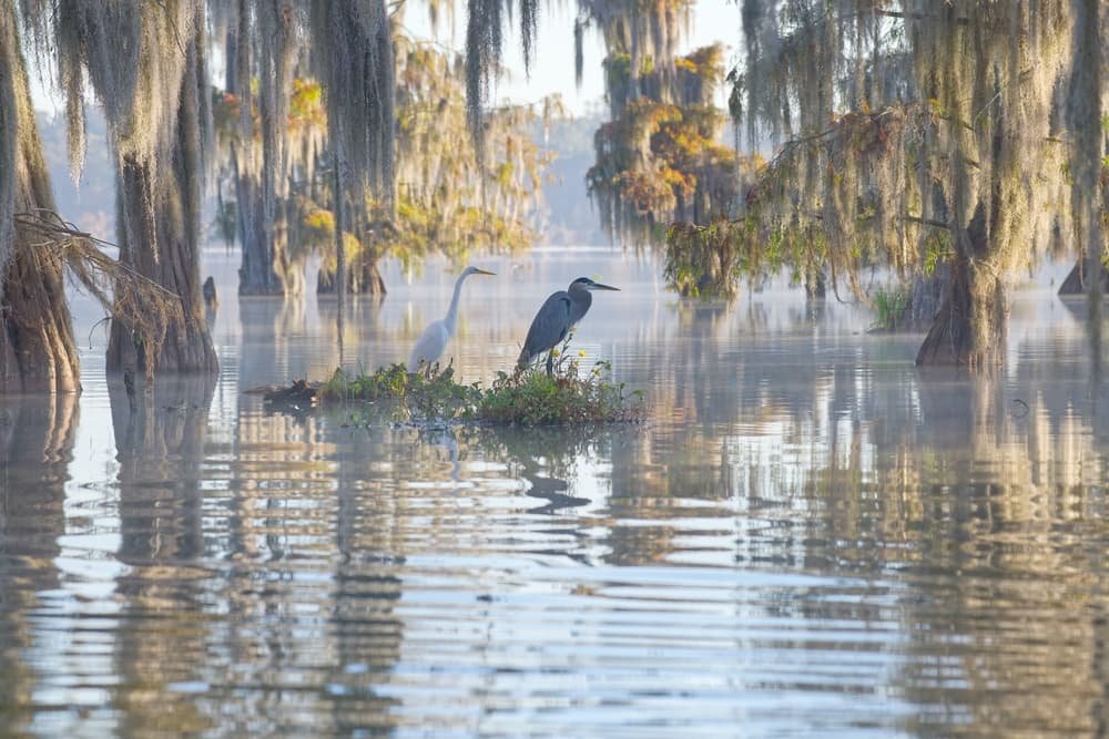 Birds roost in a swamp