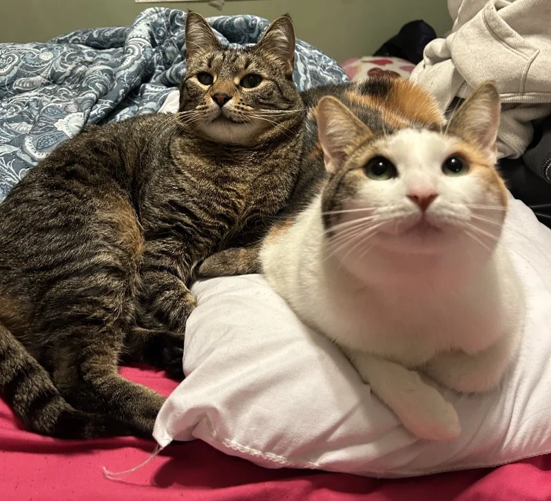 Two cats laying down together on a bed.