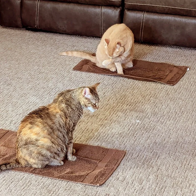 Two cats sitting on separate towels to demonstrate training cats to go to place.