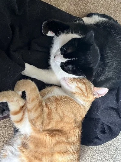 Two cats cuddling together on a blanket.