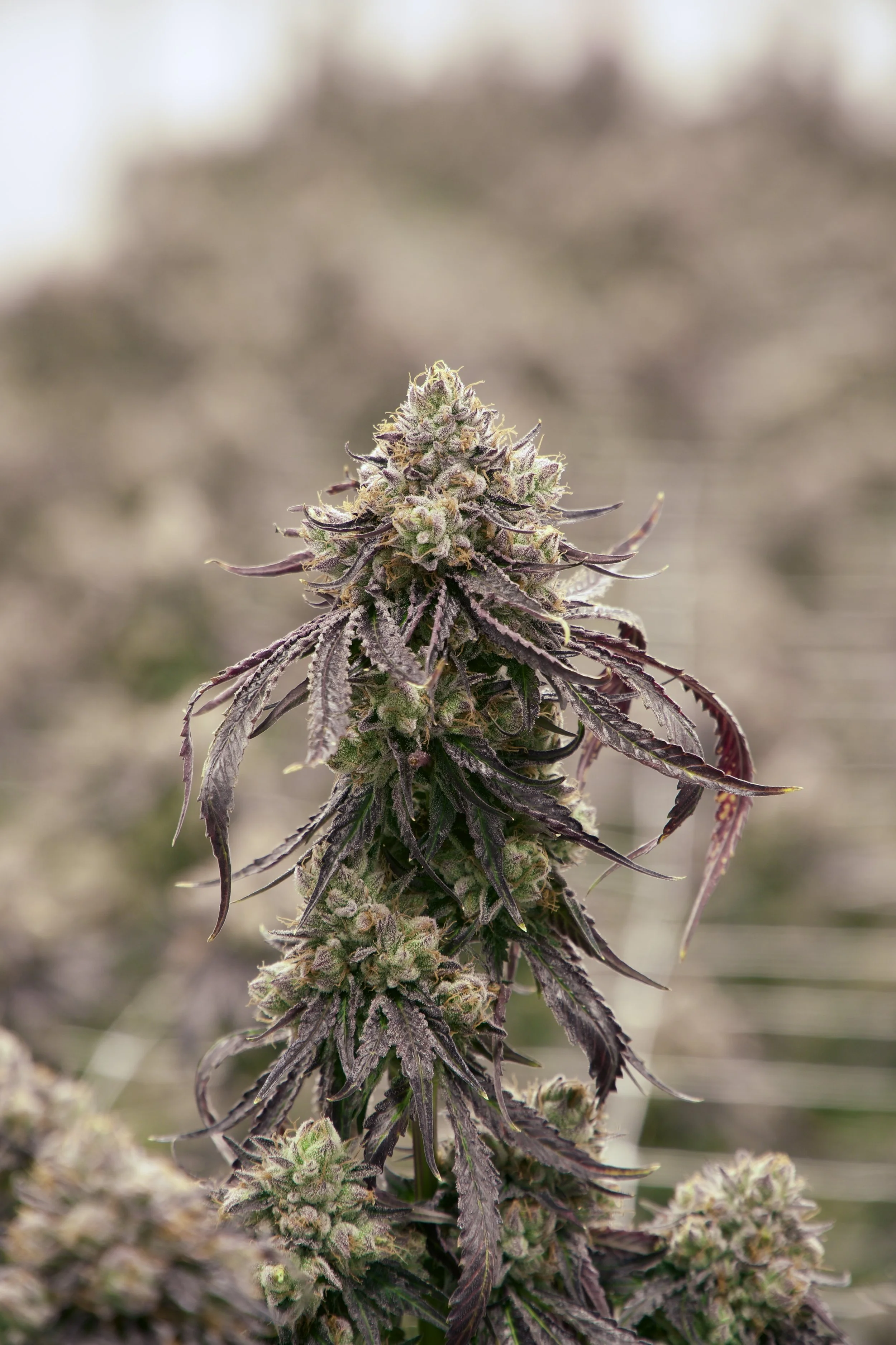 Purple Chemdawg 2.jpg