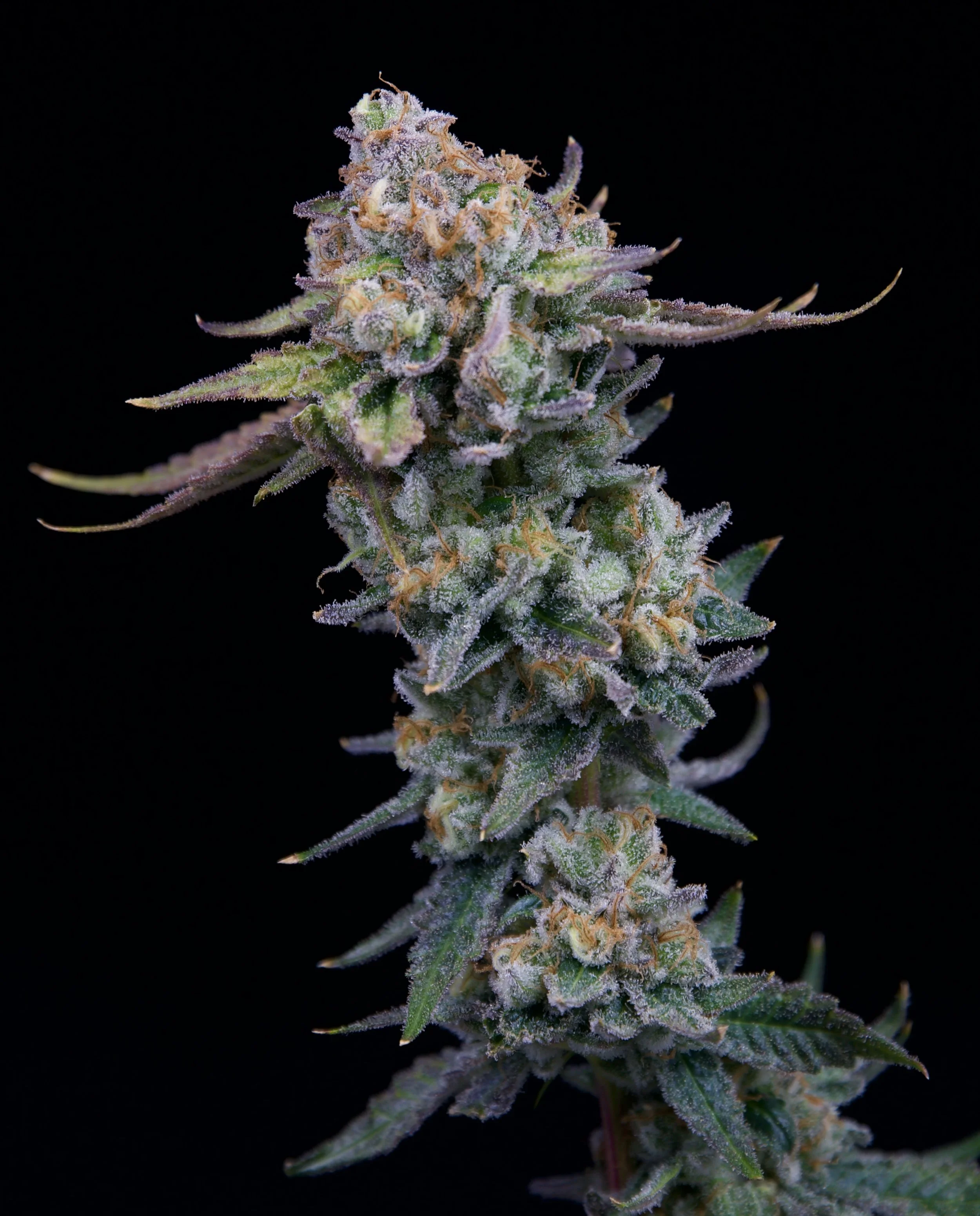 Black Raspberry Big Bud Black Background 2.jpg