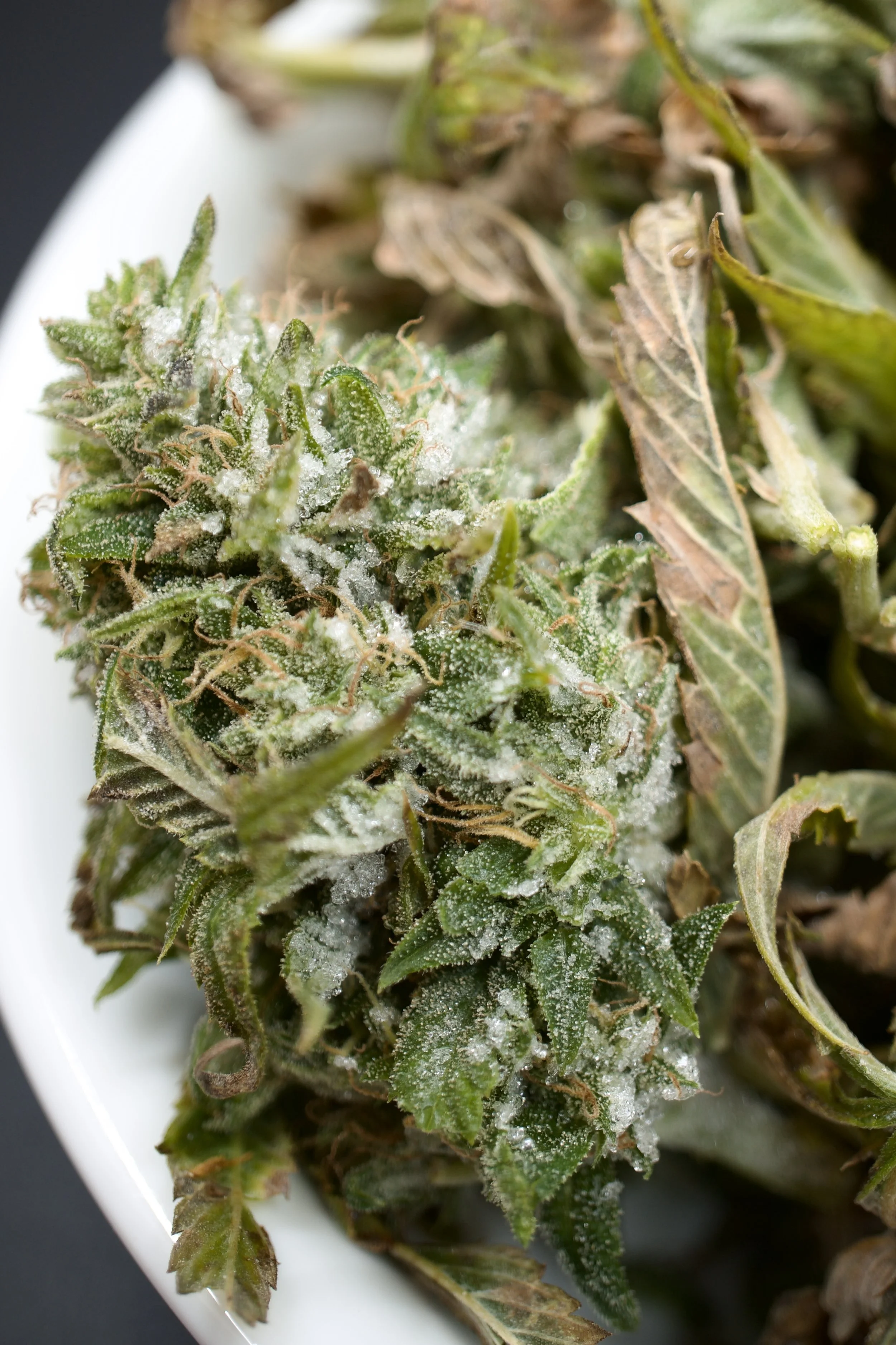 Fresh Frozen Bud Vertical.jpg