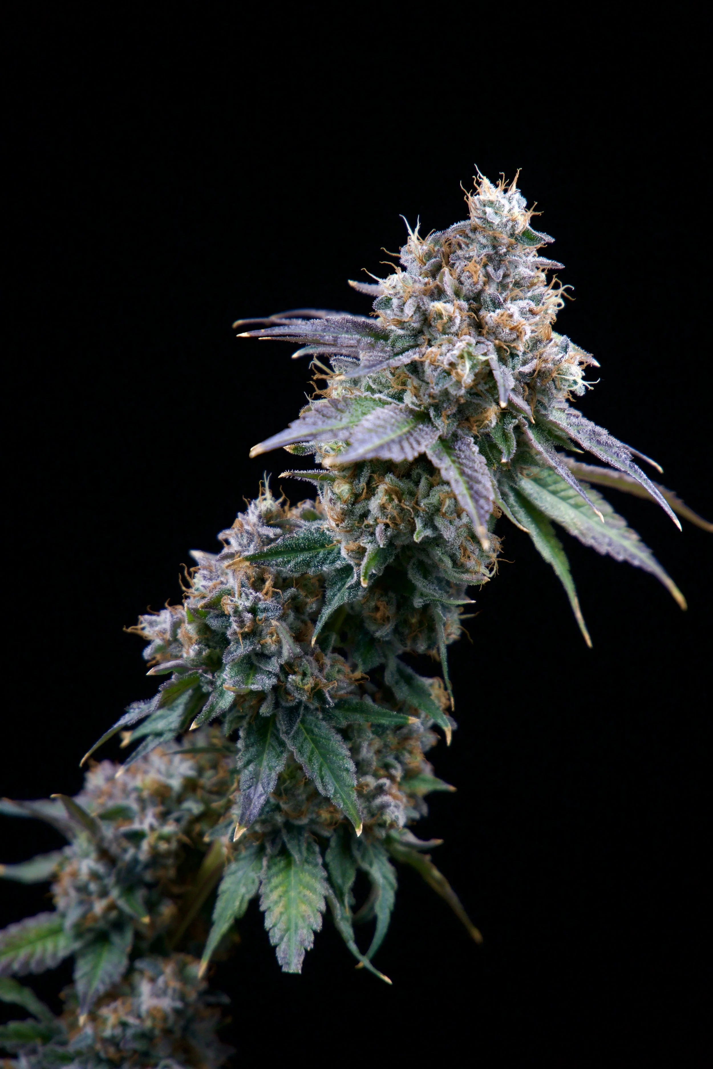 Sour Banana Sherbert Left Entry Black Background.jpg