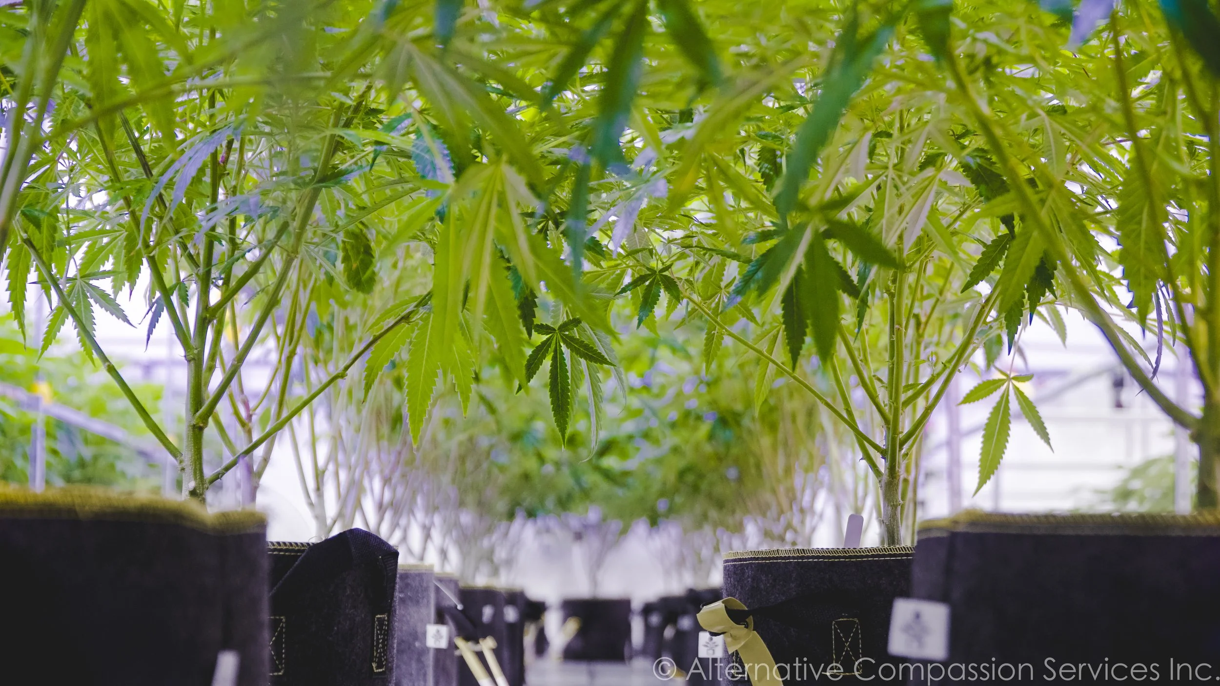 Sugar Canopy Watermarked.jpg