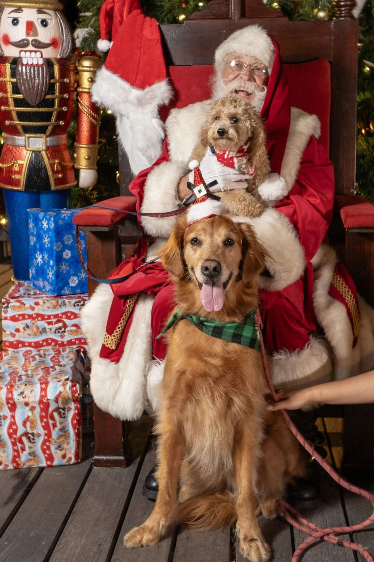 santa-pets-2023-rob-oneal-banner-web.jpg