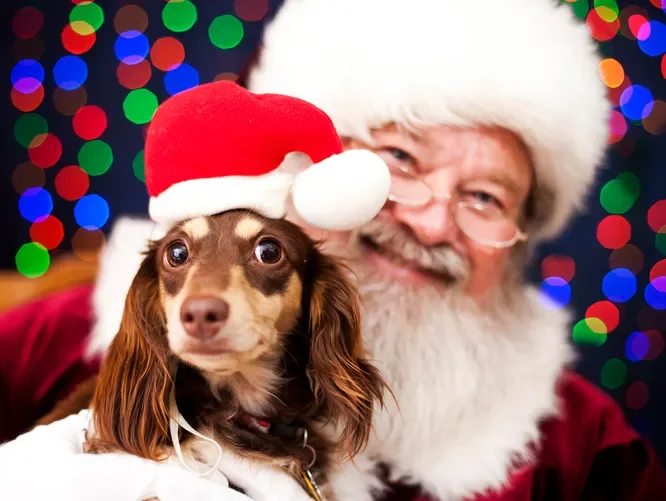 636472988047645799-PetSantaPhotos.webp