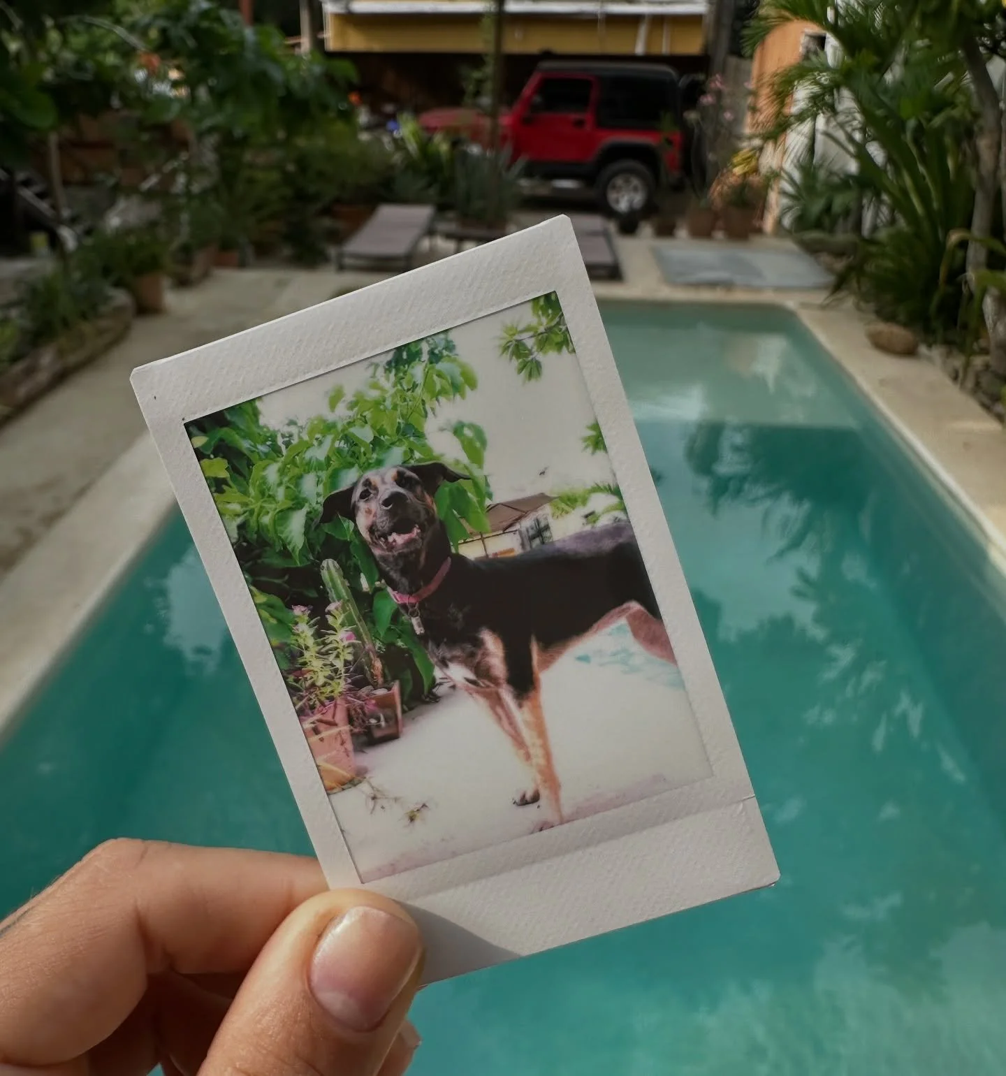 Madre Selva no es solo un lugar para hospedarse, es un espacio para crear recuerdos 🌴✨. Esta polaroid nos la regal&oacute; una hu&eacute;sped incre&iacute;ble que se llev&oacute; un poquito de Puerto&hellip; y nos dej&oacute; su buena vibra 💌🐾