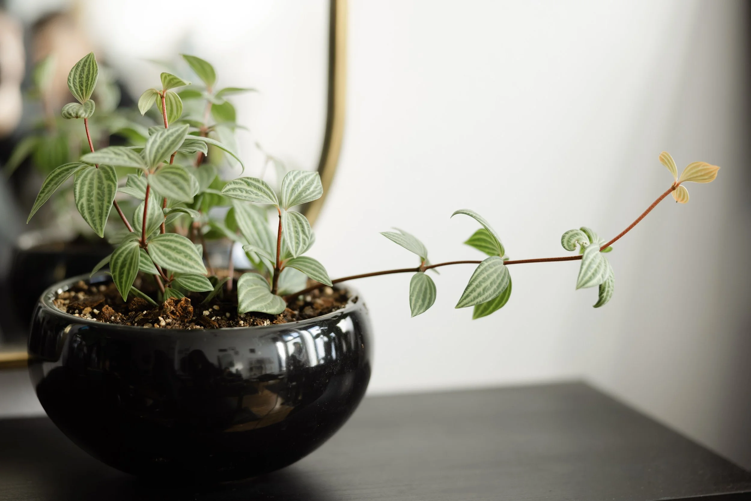 Potted Parallel Peperomia