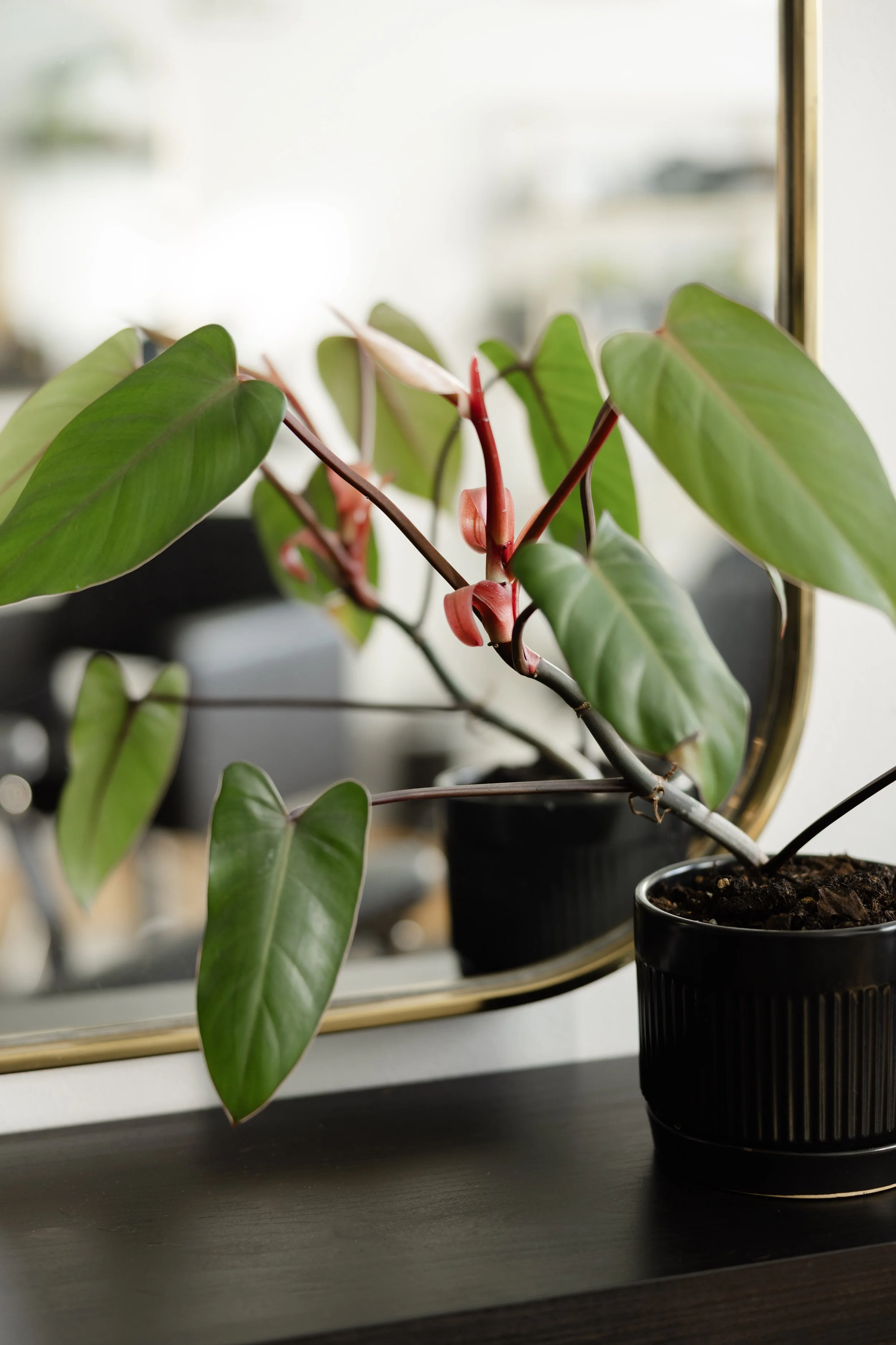 Potted Philodendron growing from a clipping 