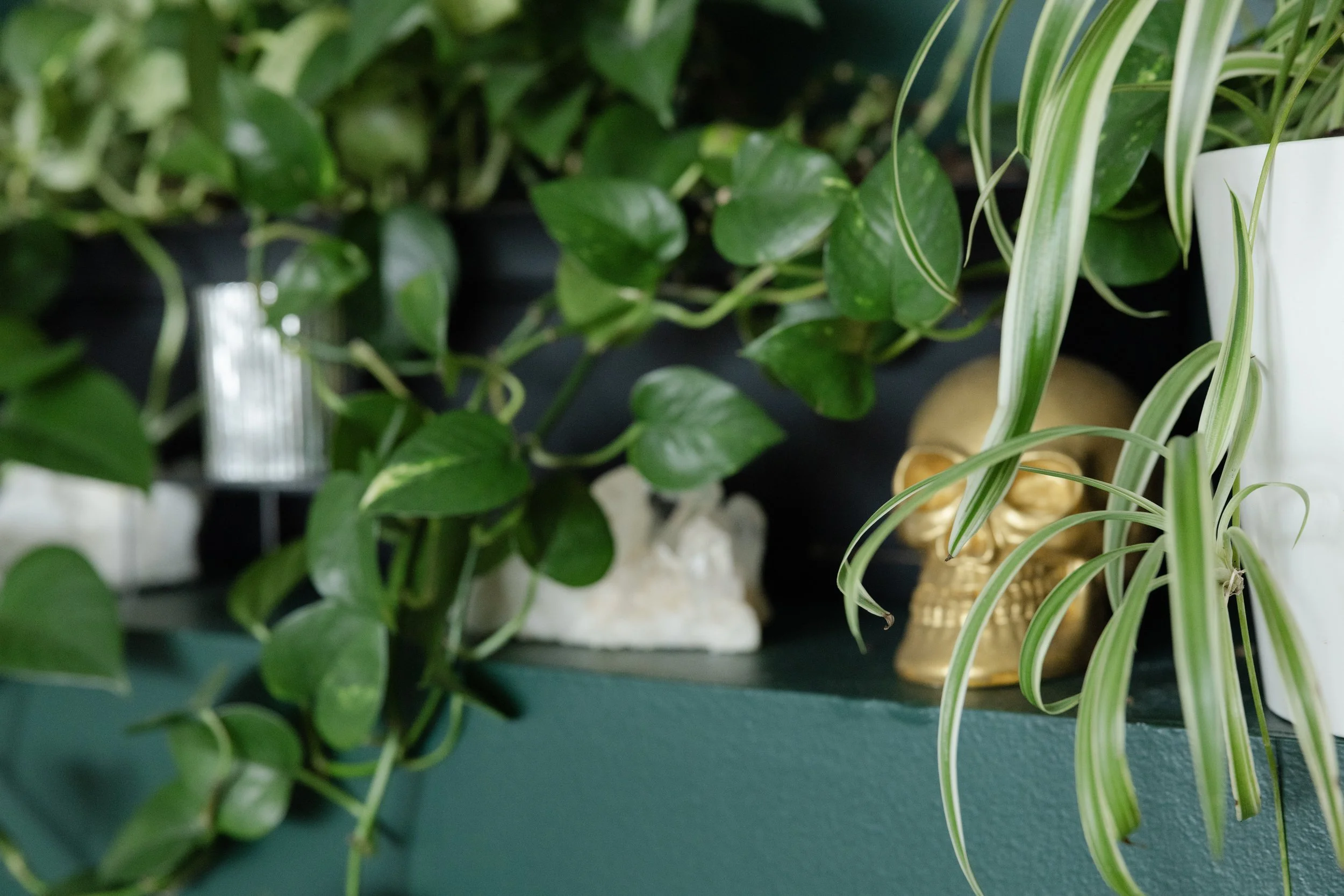 Spider Plant, Golden Pothos, draped over golden skull and quartz crystals.