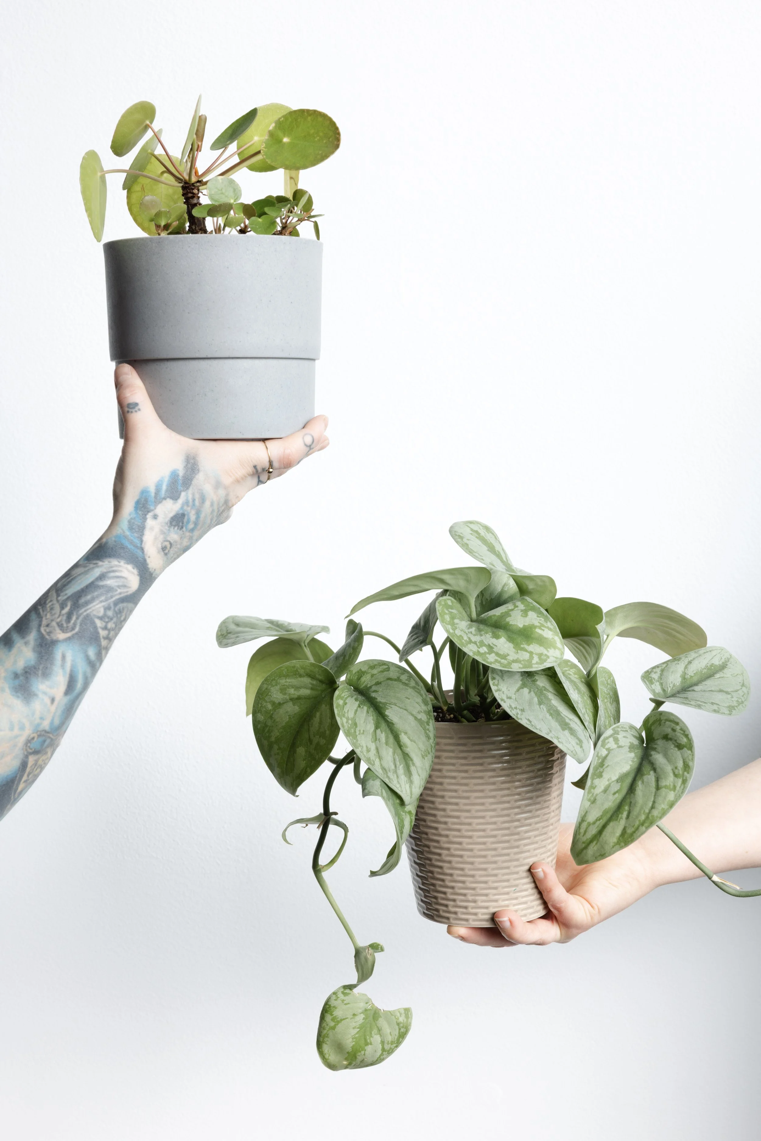 Potted Coin Plant and Satin Pothos