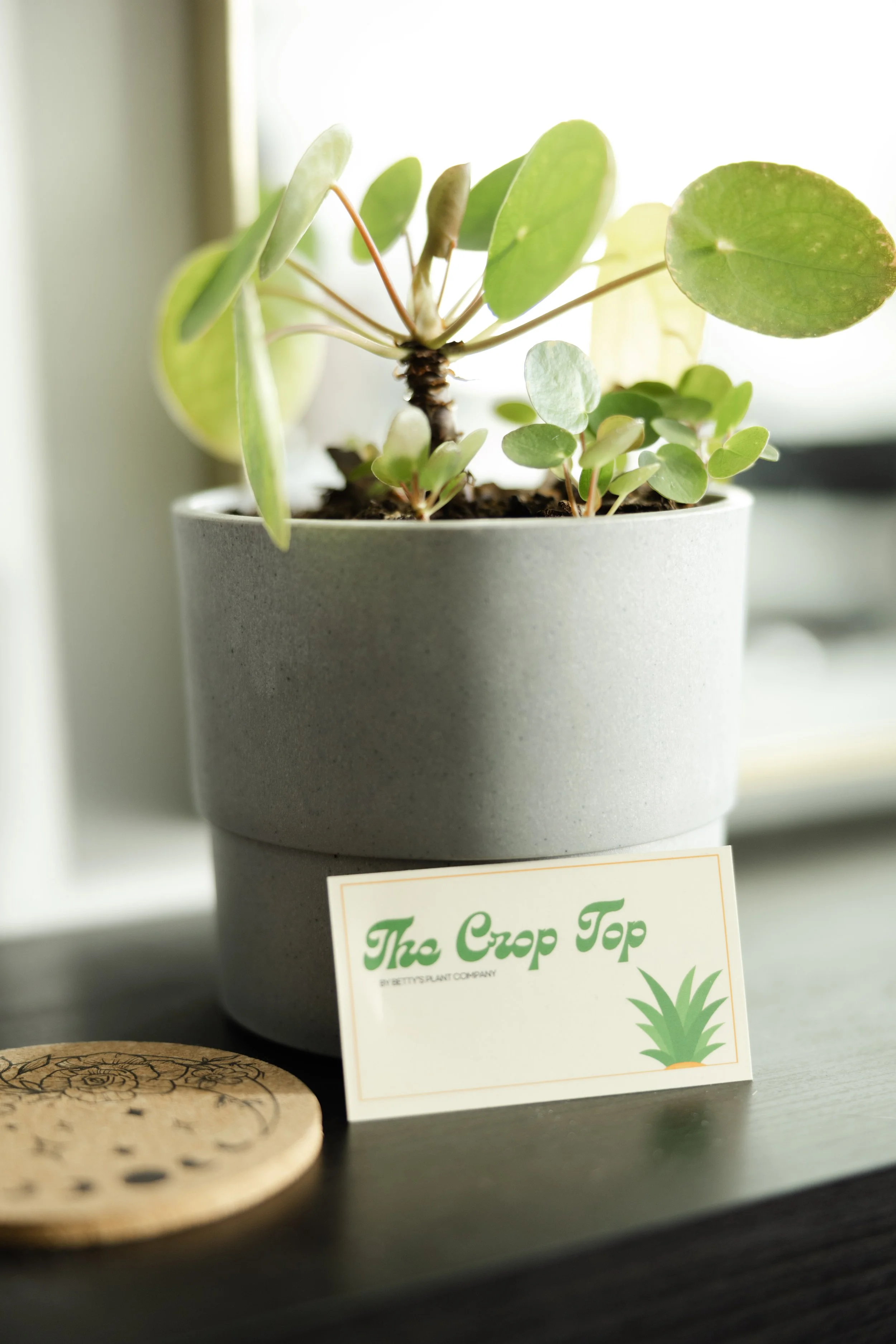 Potted Coin plant and The Crop Top business card