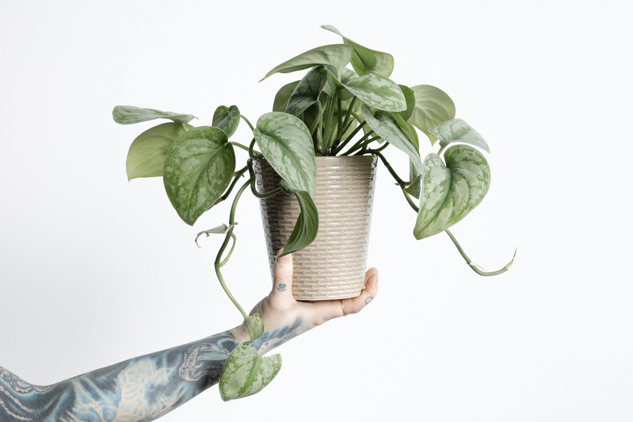 Satin Pothos potted