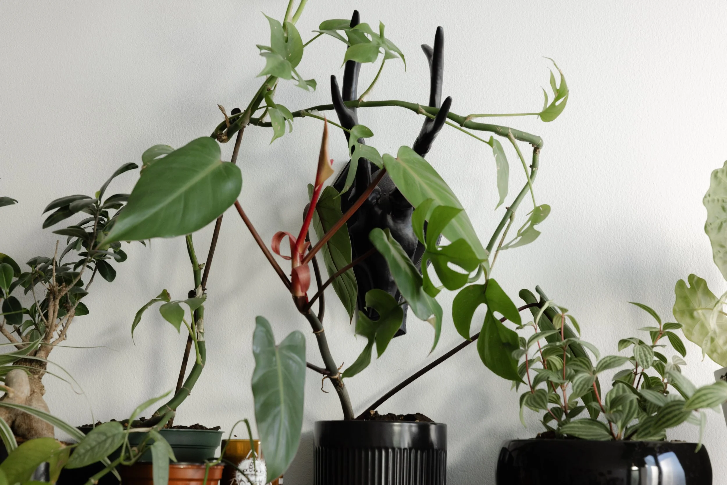 Philodendron, Bonsai Ficus, Mini Monstera, Parallel Peperomia