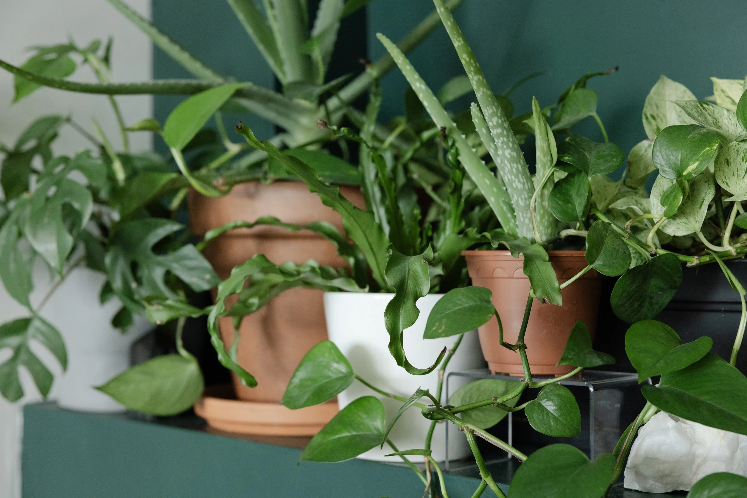 Potted Birdsnest Fern, Mini Monstera, Aloe Vera, Mixed Pothos