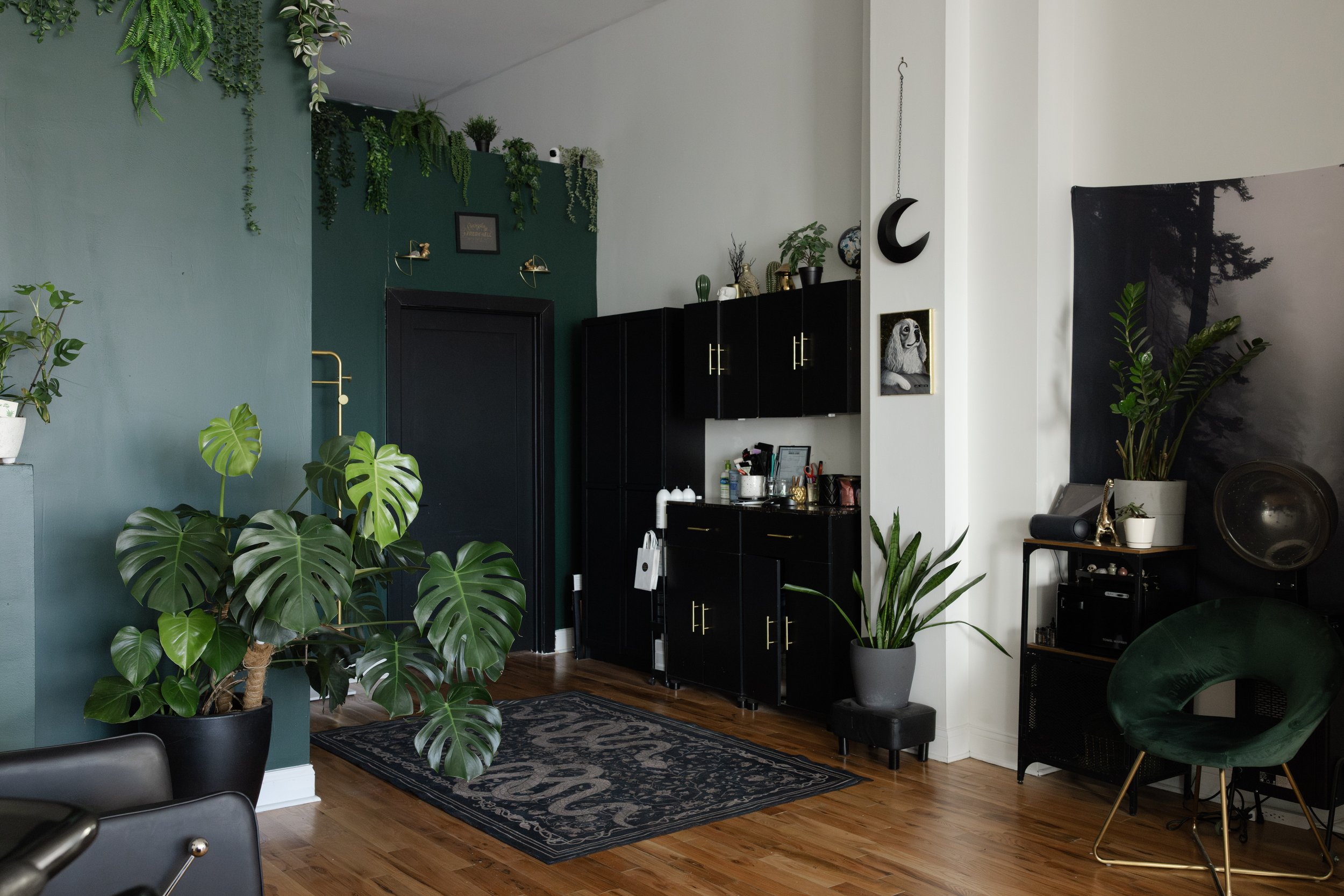 Monstera, Snake Plant, ZZ Plant in Fern & Moody Salon