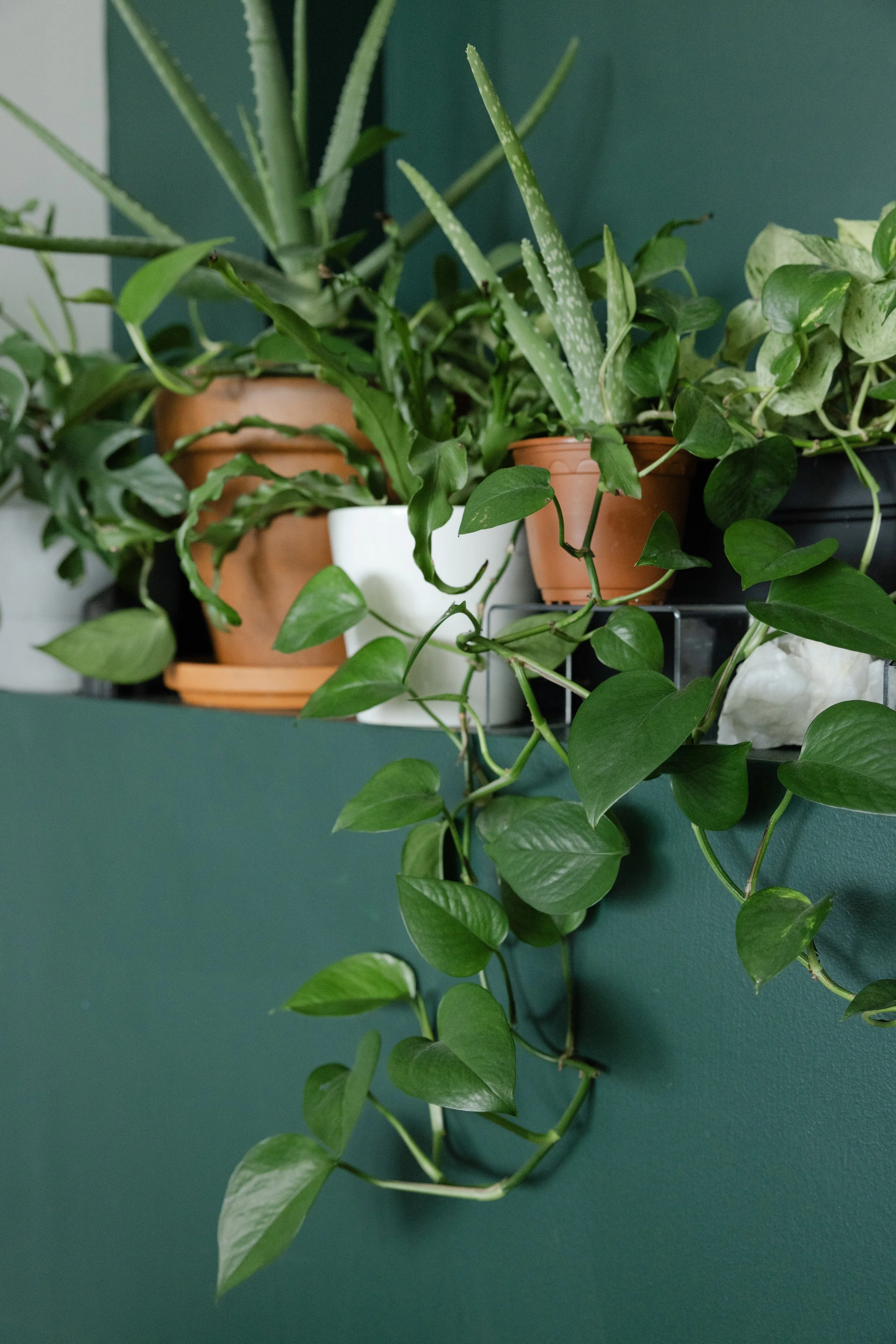 Pothos, Potted Aloe Vera, and Birdsnest Fern
