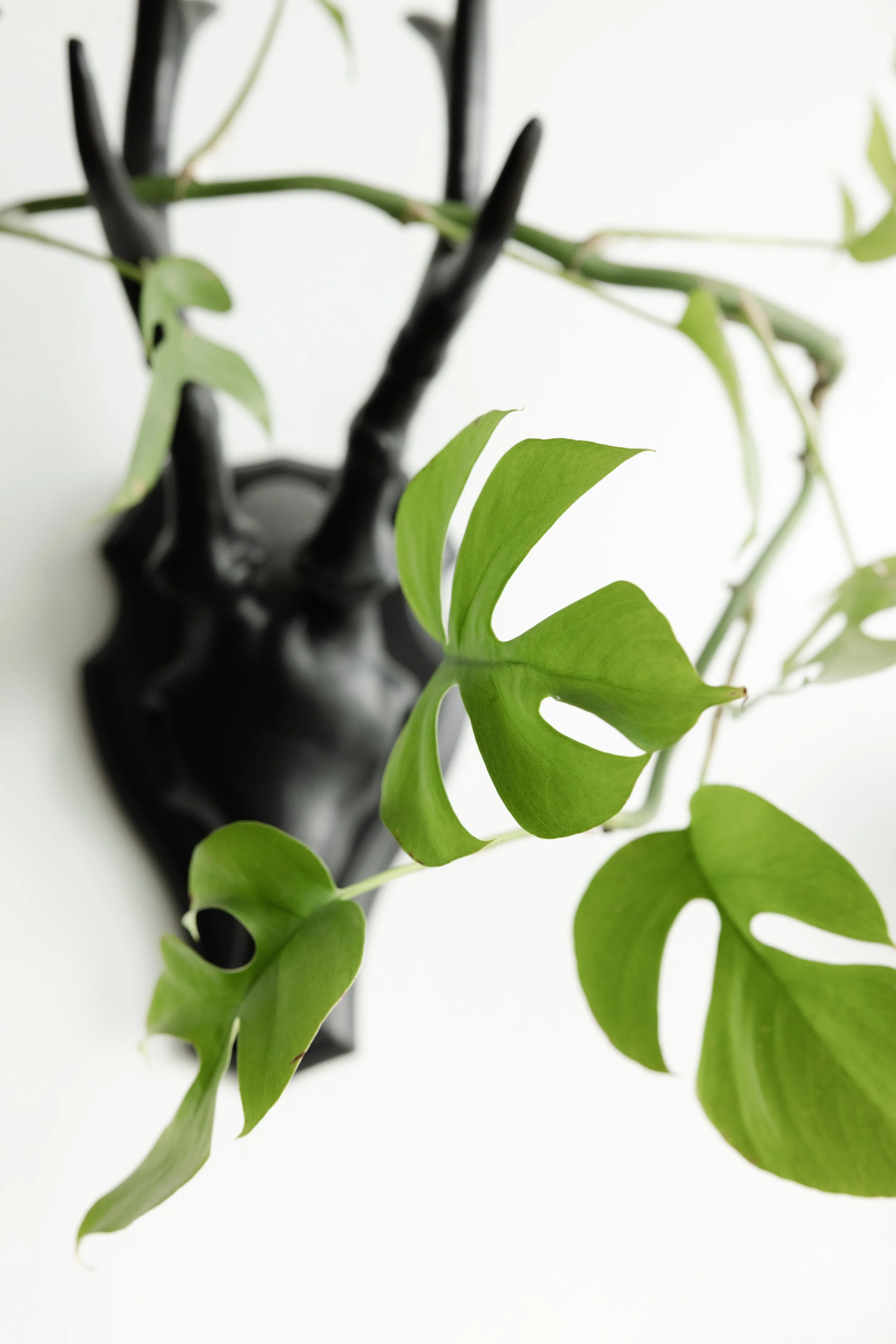 Rhaphidophora tetrasperma aka Mini Monstera