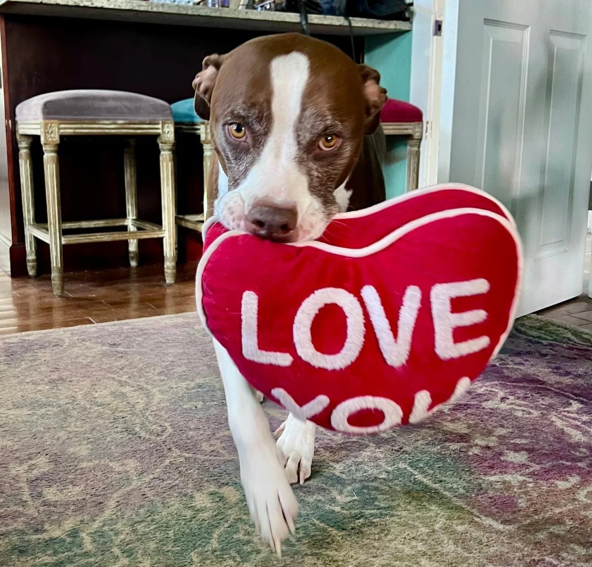 Pets of Skyland - Churro Roux