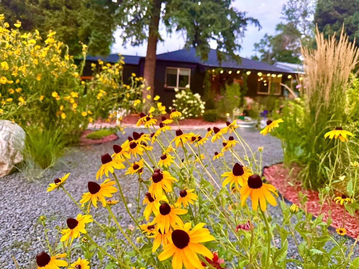flowers in the garden with house in the background