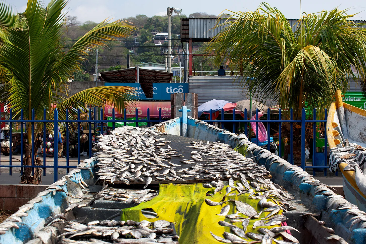 New Worlder—The Americas