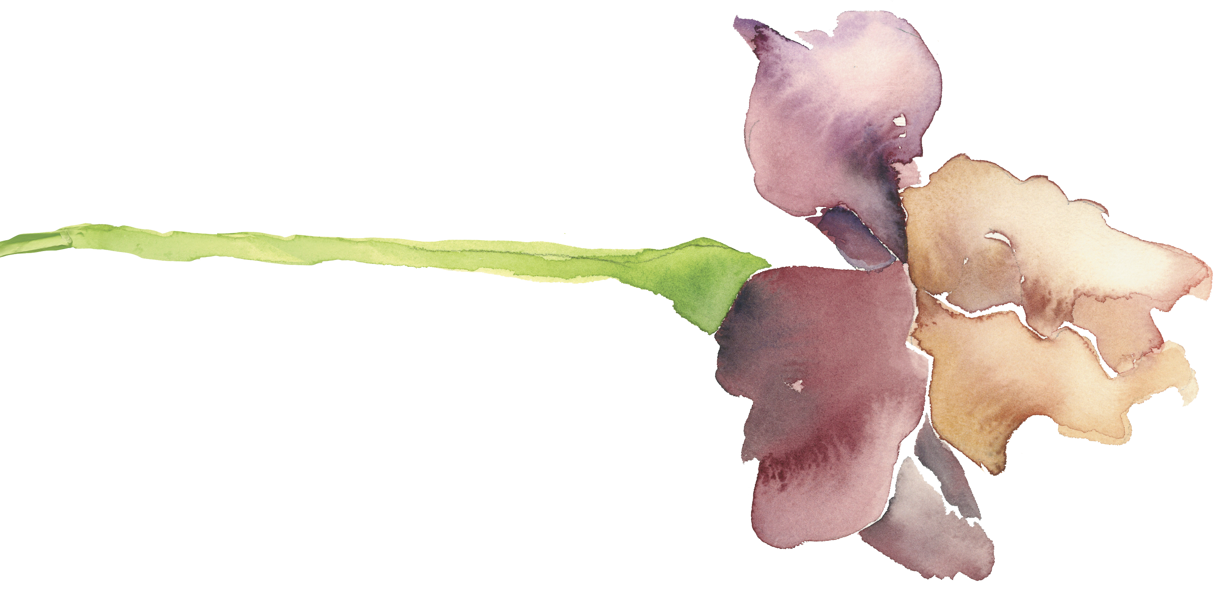 Watercolor painting of a purple, brown, and beige flower with a green stem.