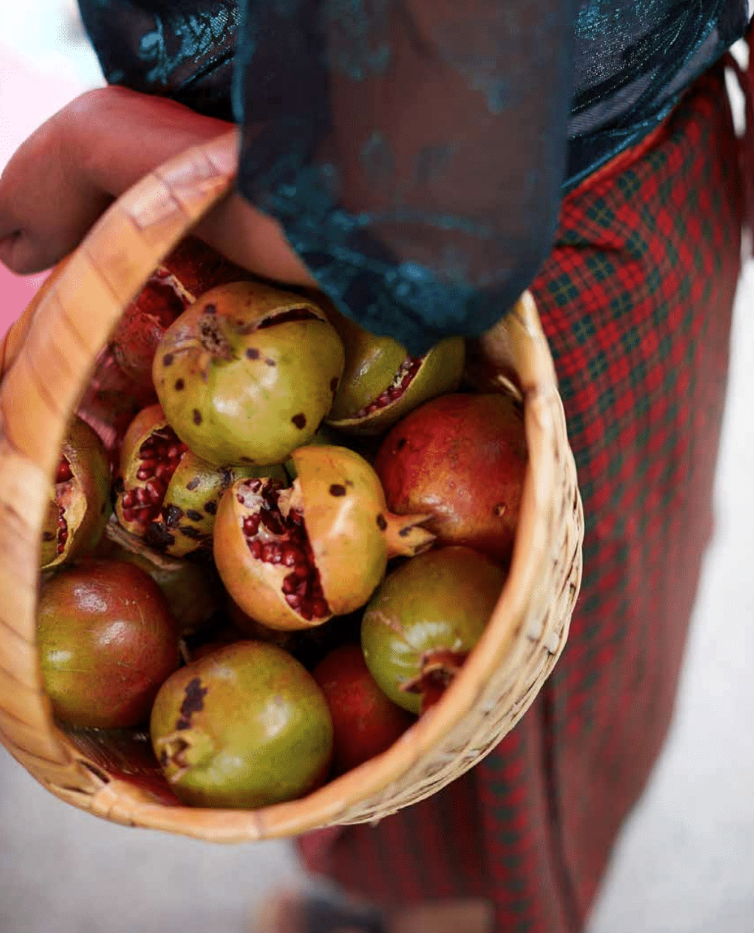 Basket of ripe apples with some dark spots, held by a person wearing a patterned garment.