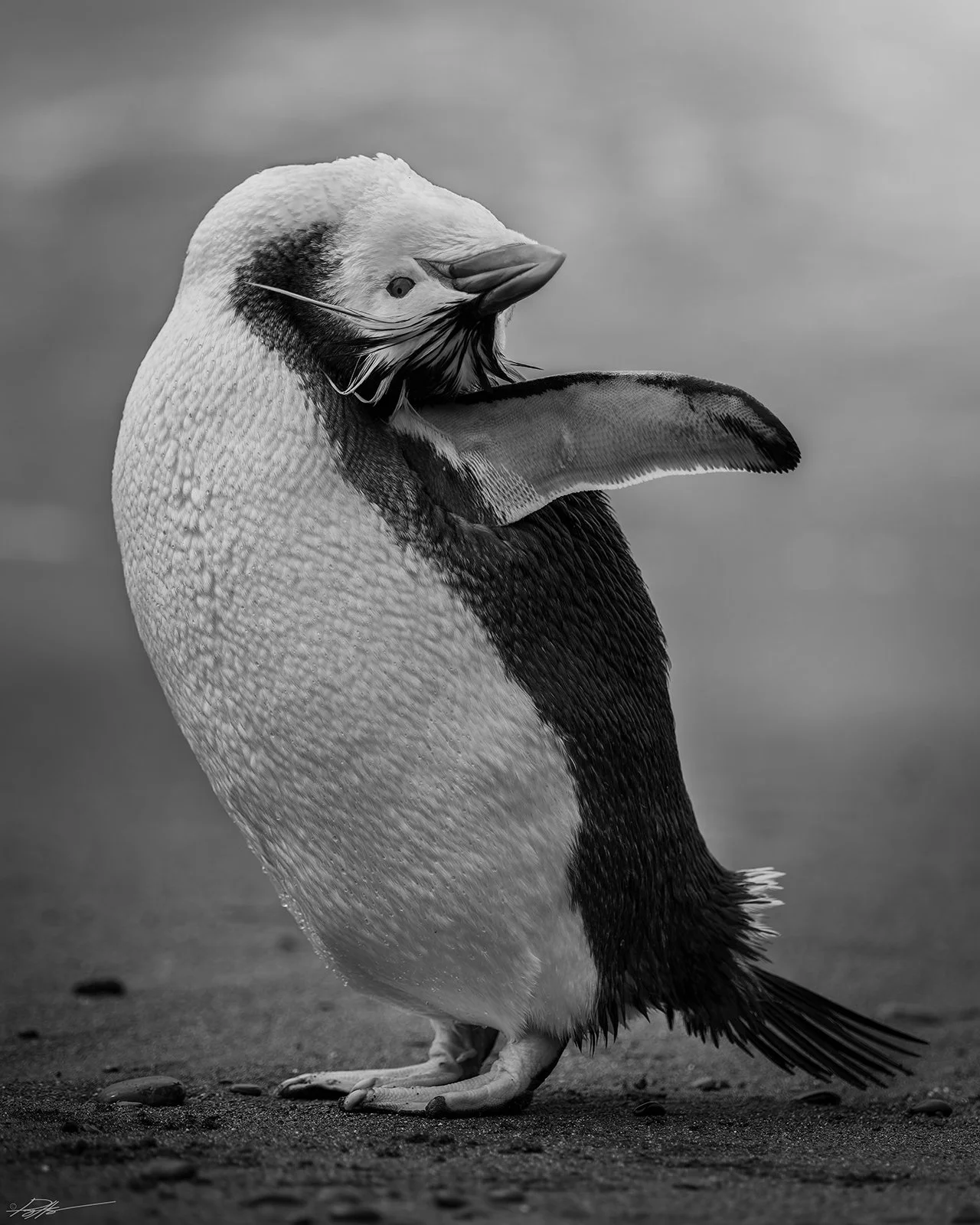 Royal Penguin_Sandy Bay_12.12.2025_6.jpg