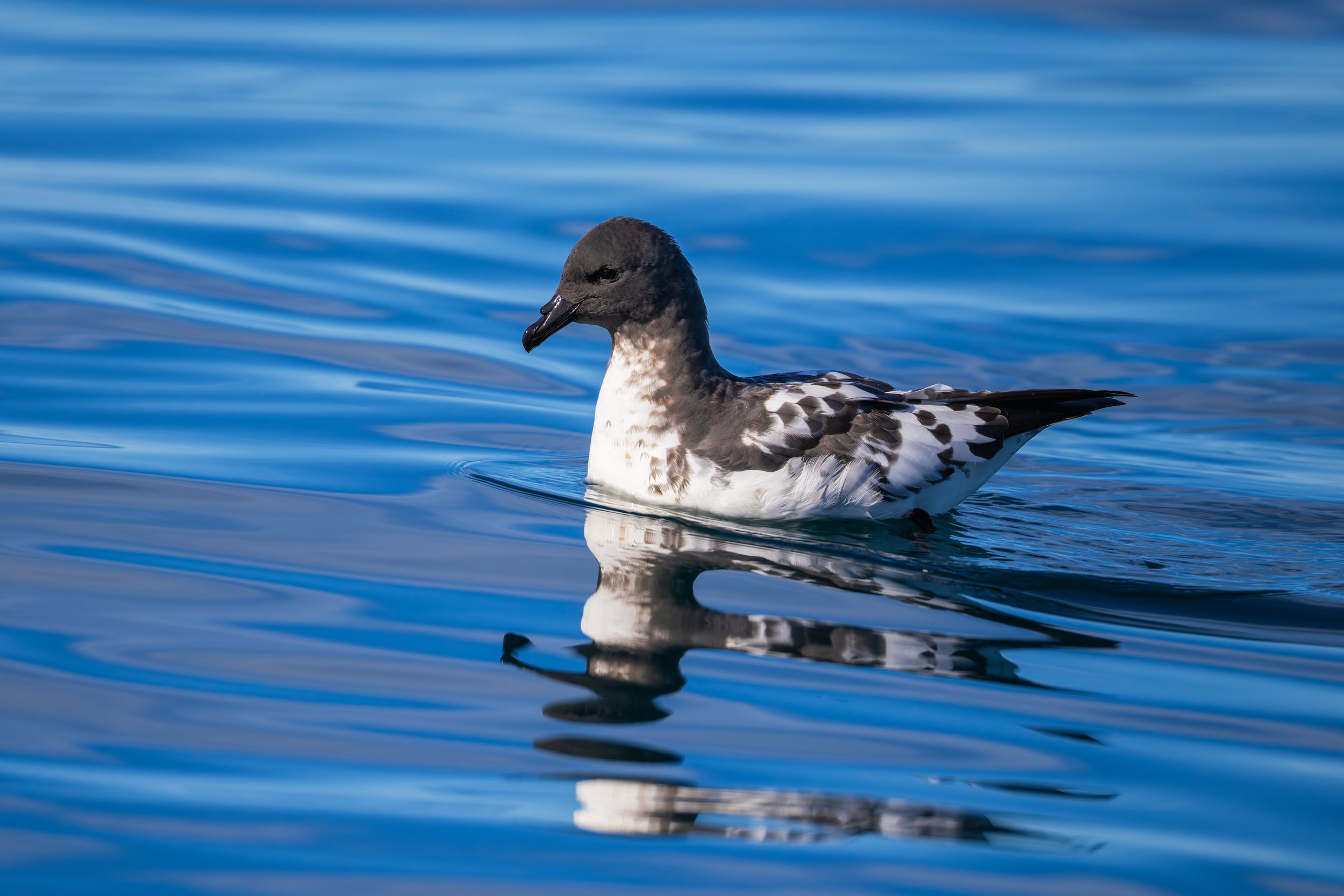 Cape Petrel_Kaikōura_03-16-26.jpg