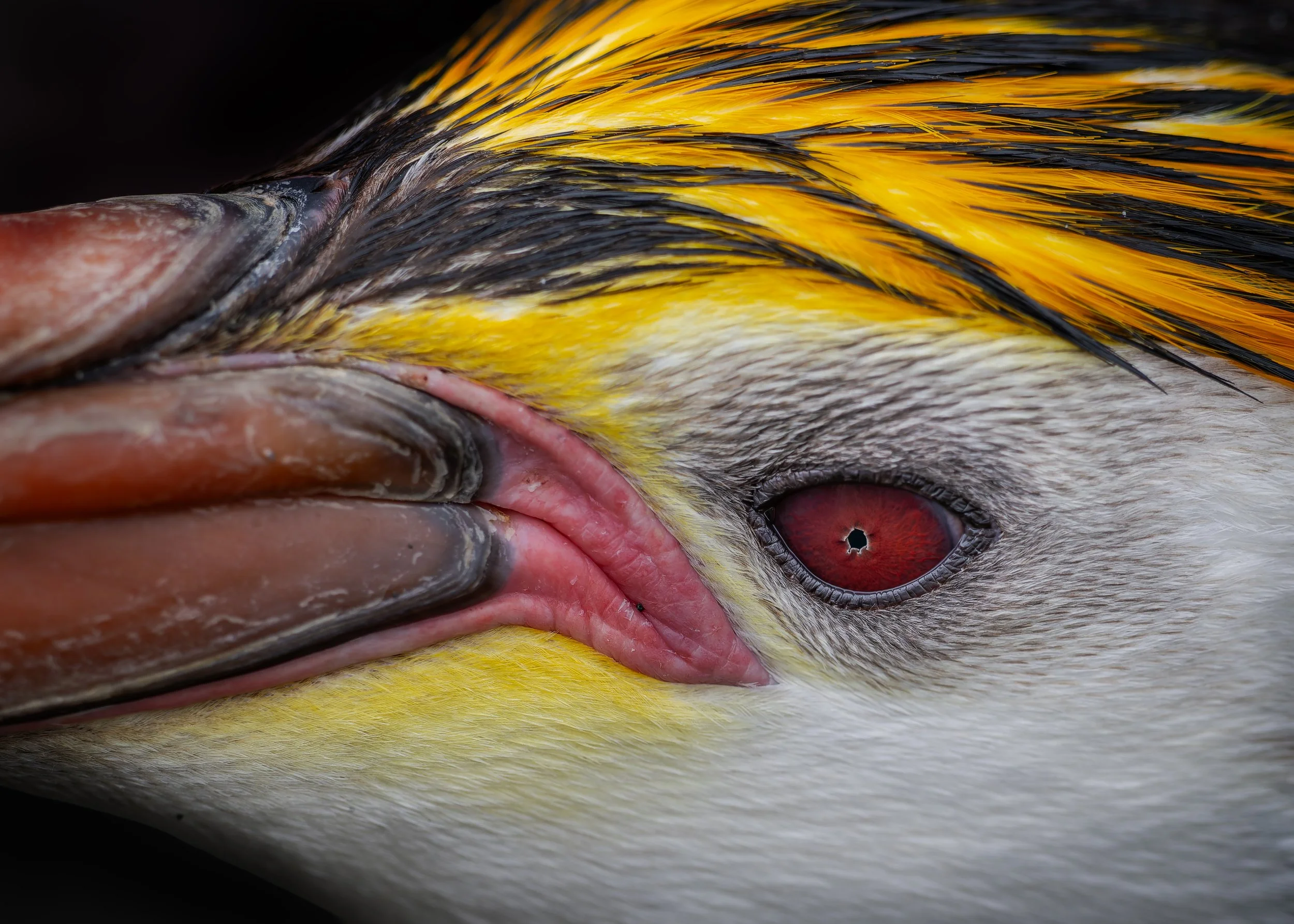 Royal Penguin_Sandy Bay_12.12.2025_4.jpg