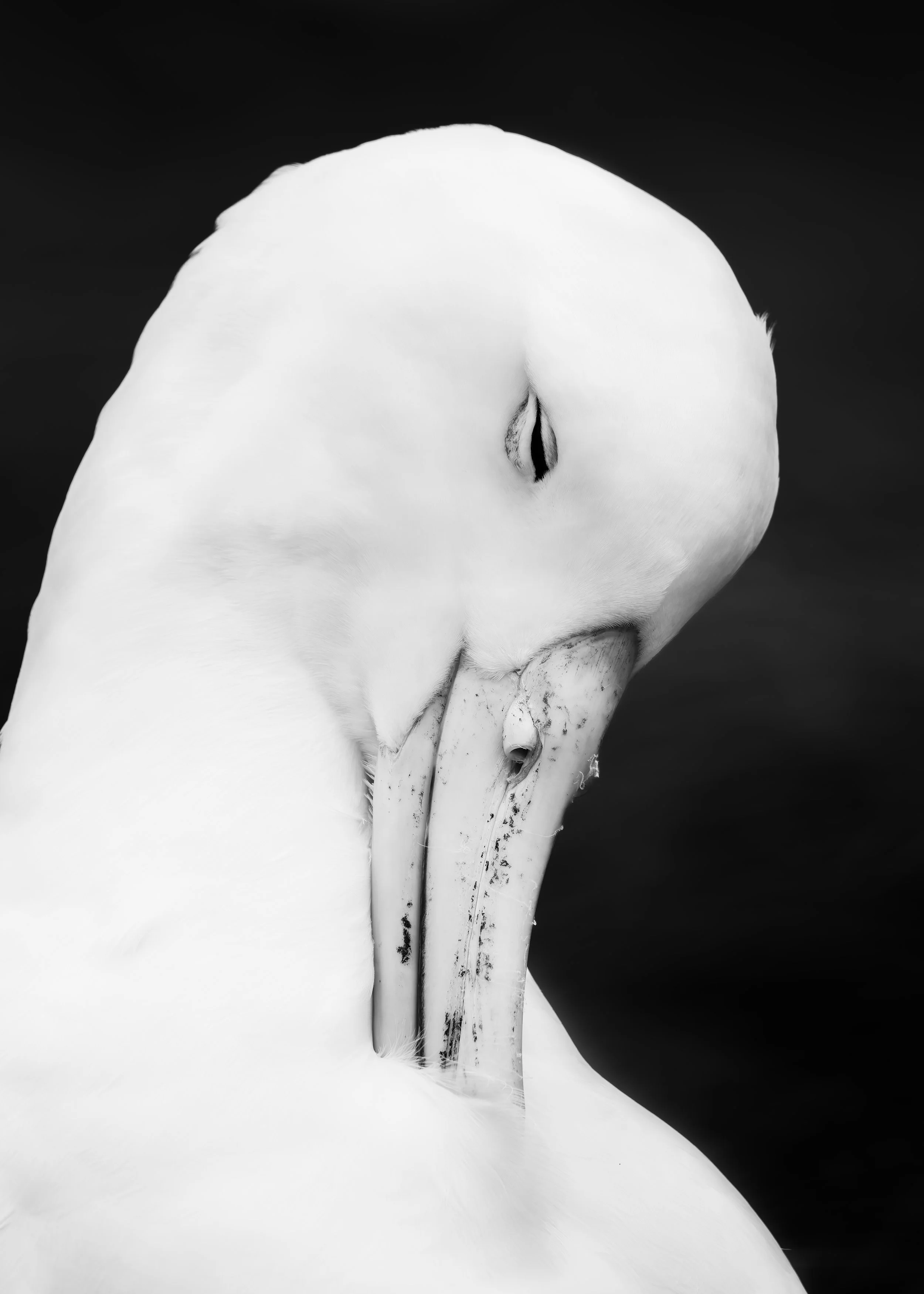 Southern Royal Albatross_Campbell Island_12.14.2025_1.jpg