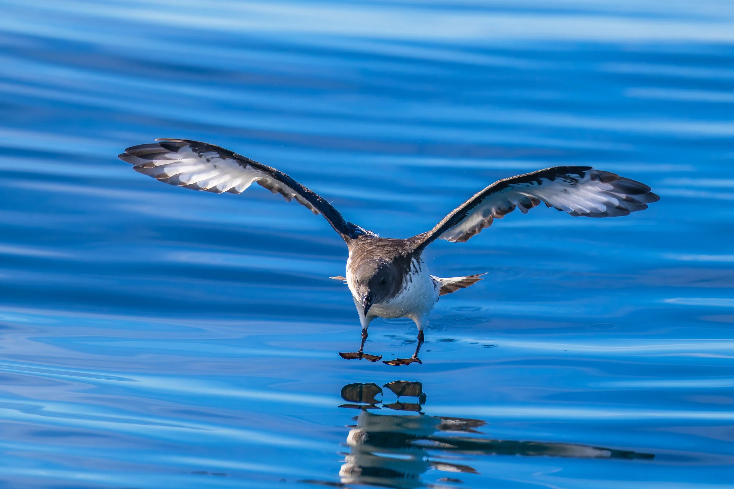 Cape Petrel_Kaikōura_03-16-26_1.jpg
