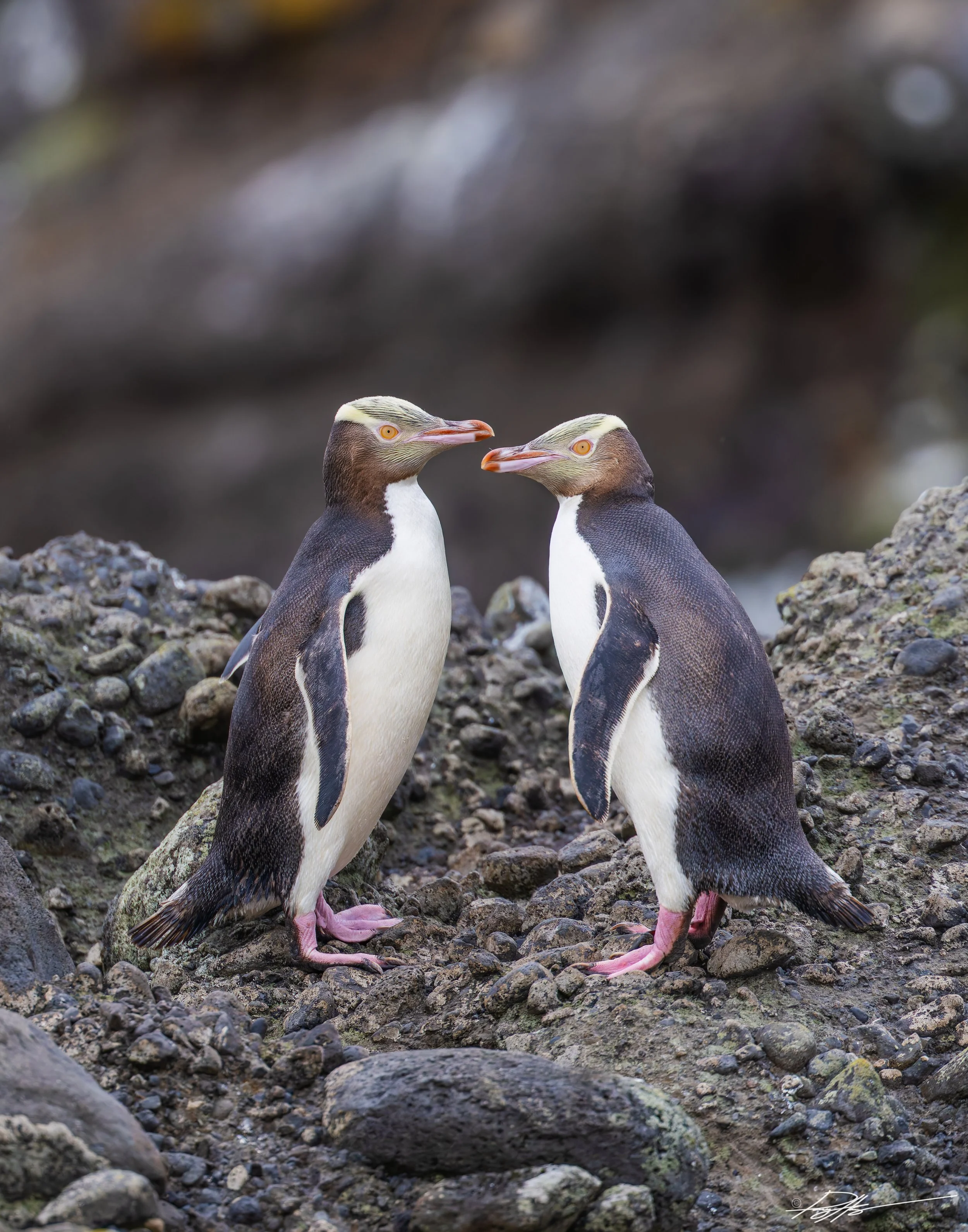 Yellow Eyed Penguin_Enderby Island_2.5.25_3.jpg