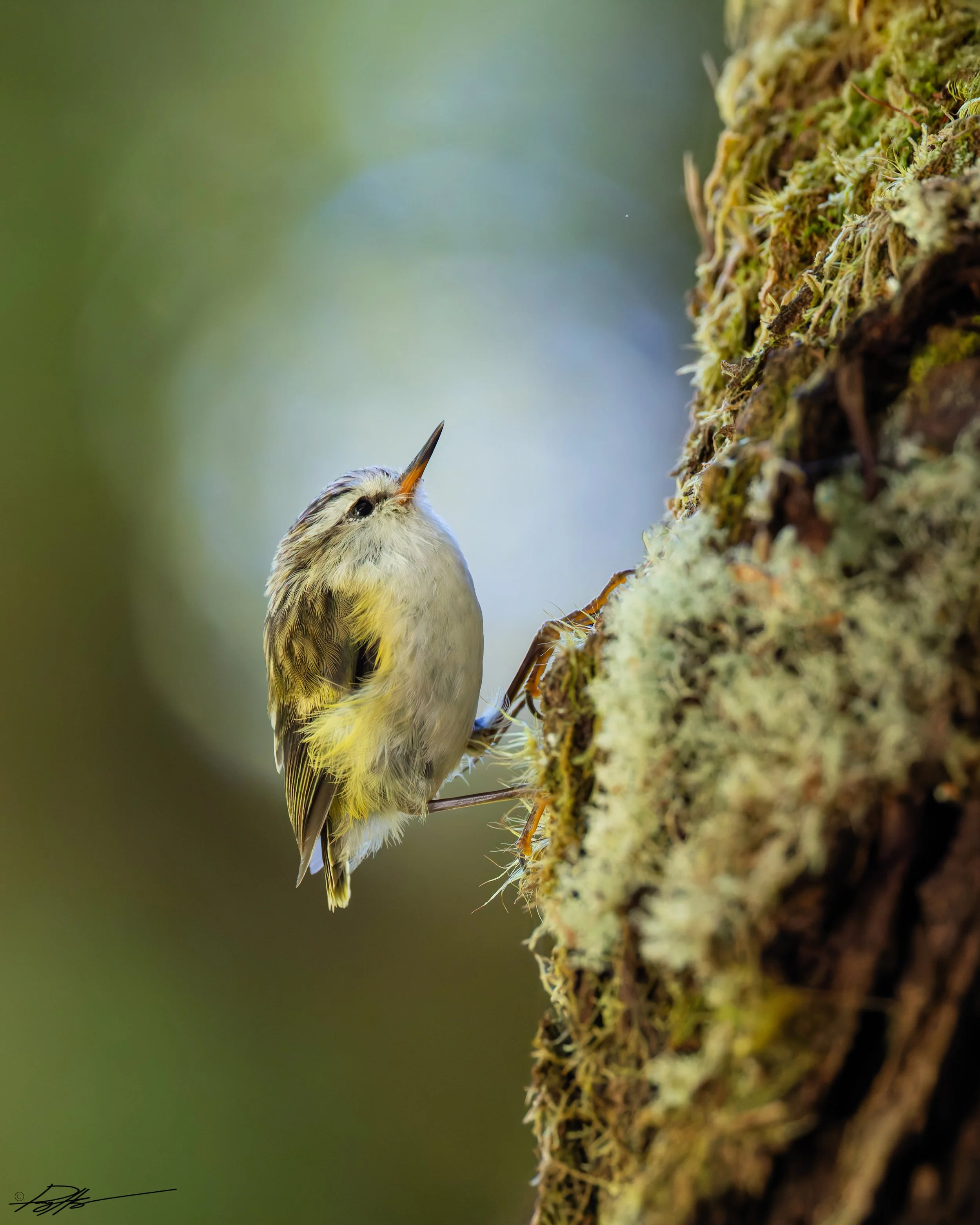 Rifleman_Routeburn Track_2.2.25_1.jpg