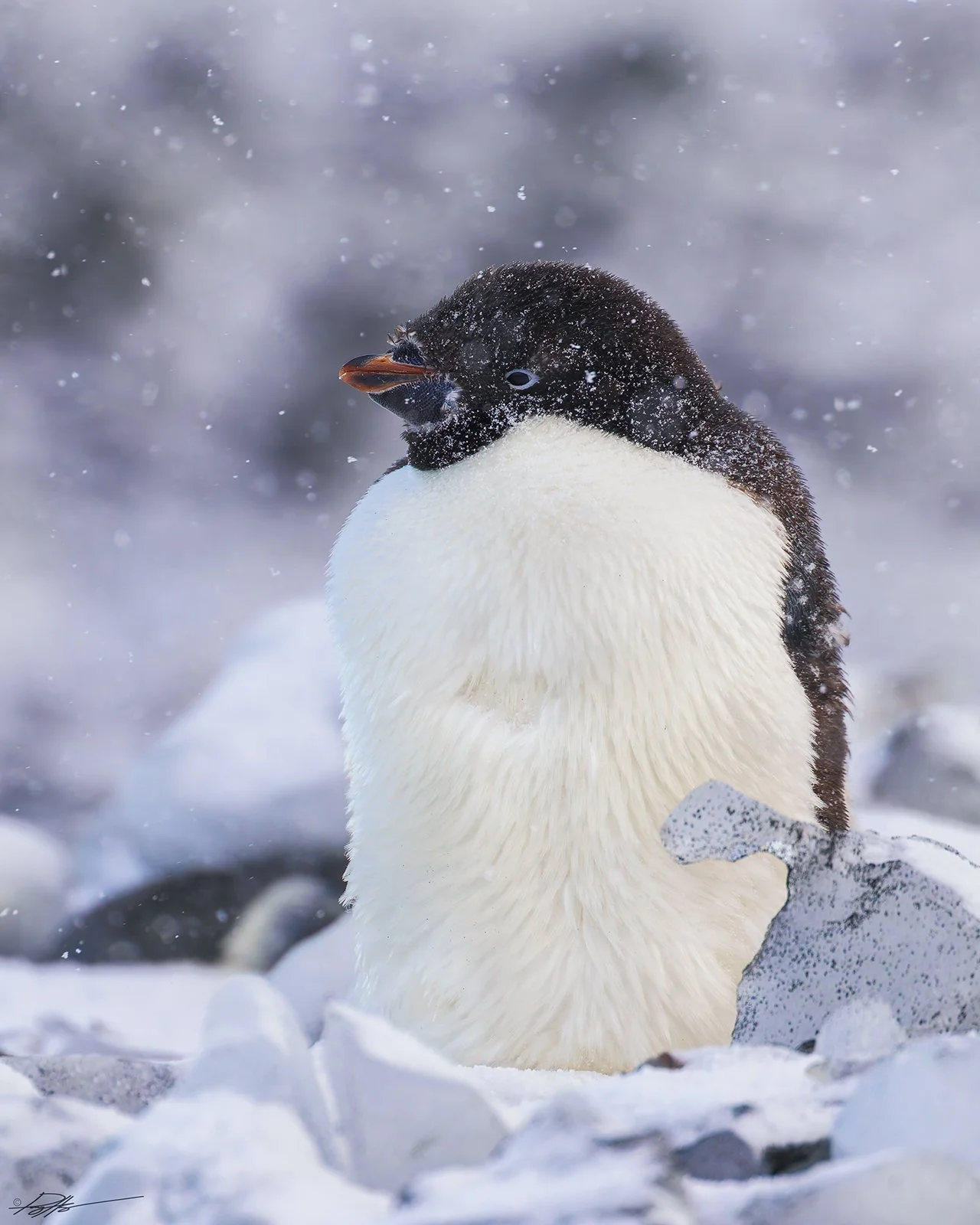 Adelie Penguin_Cape Bird_02.16.jpg