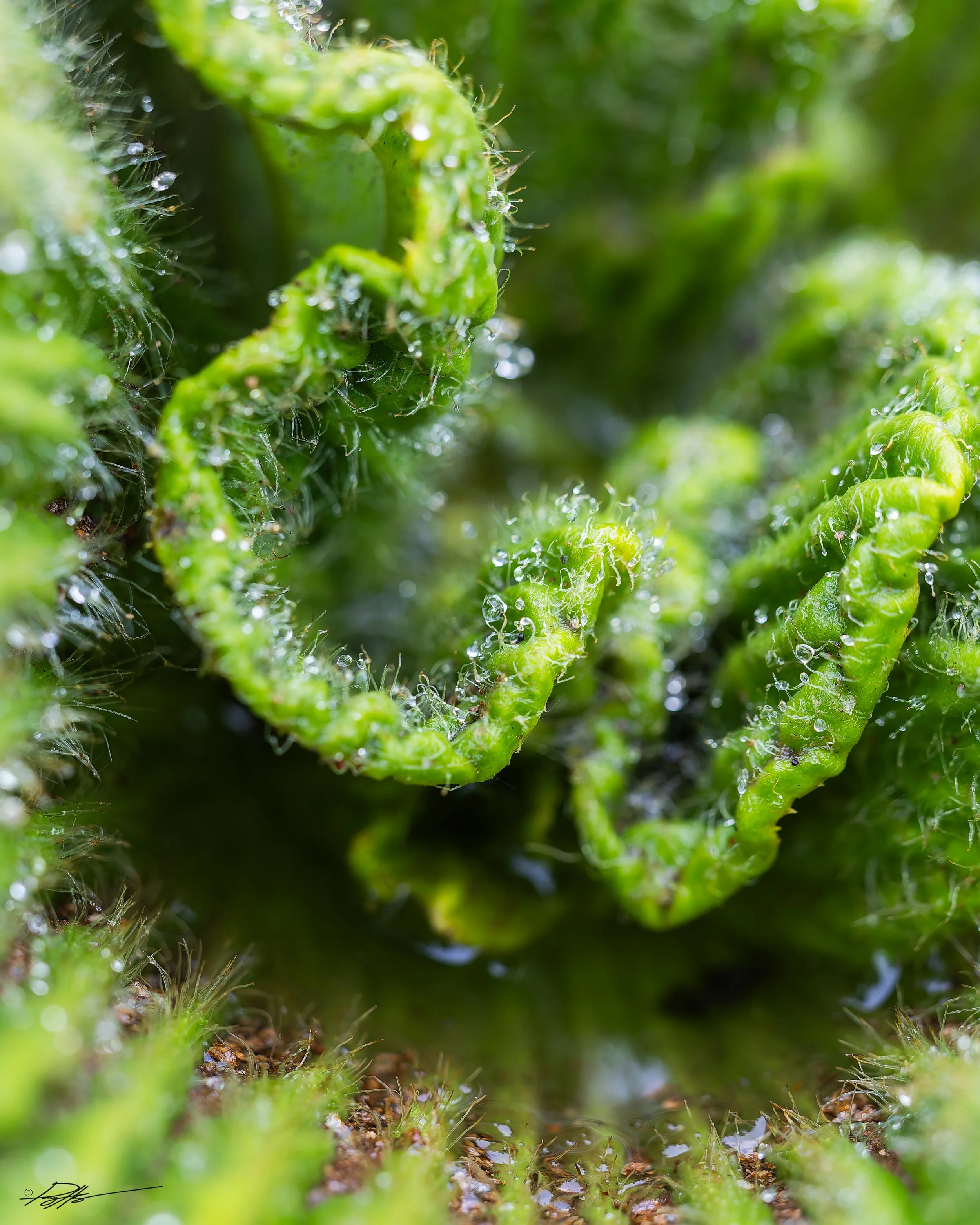 Pleurophyllum Speciosum_Campbell Island_12.14.2025.jpg