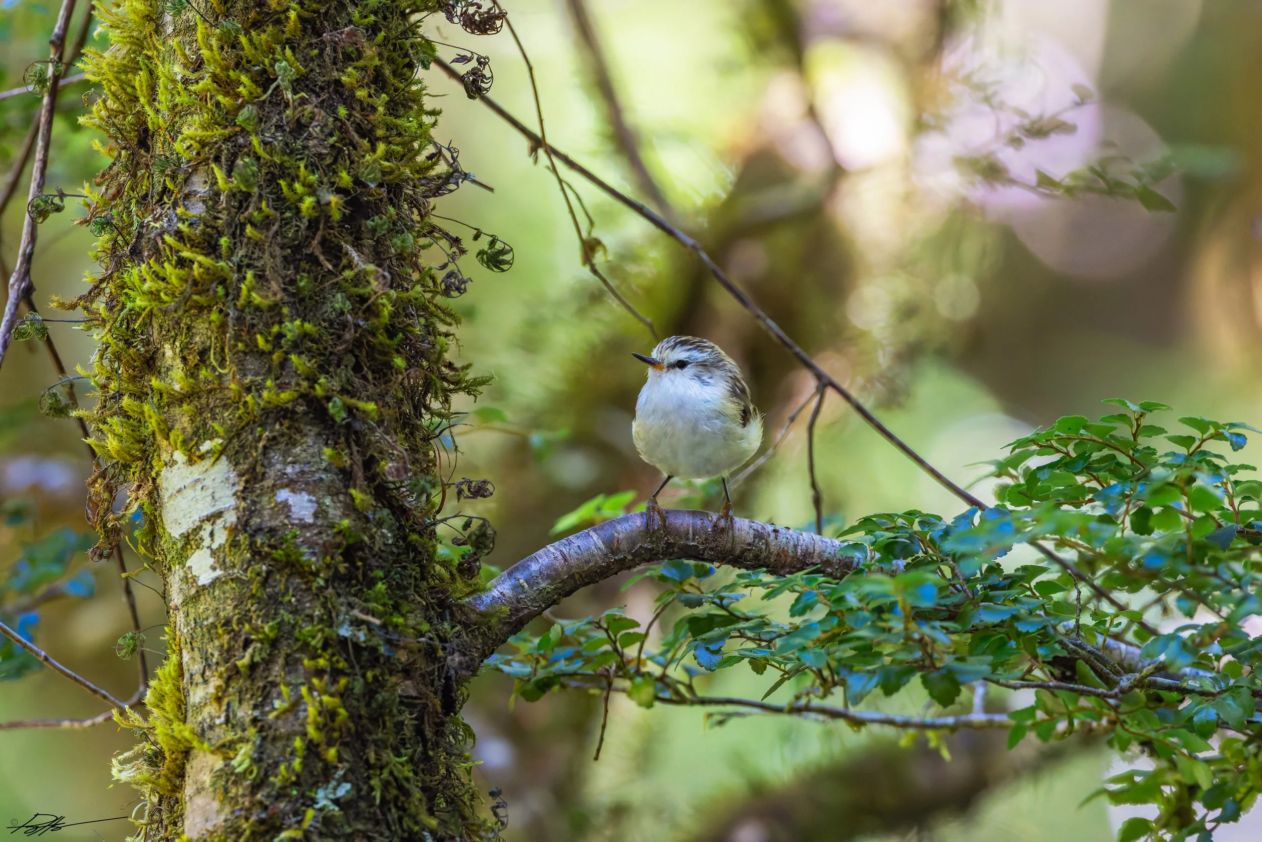 Rifleman_Routeburn Track_2.2.25_2.jpg