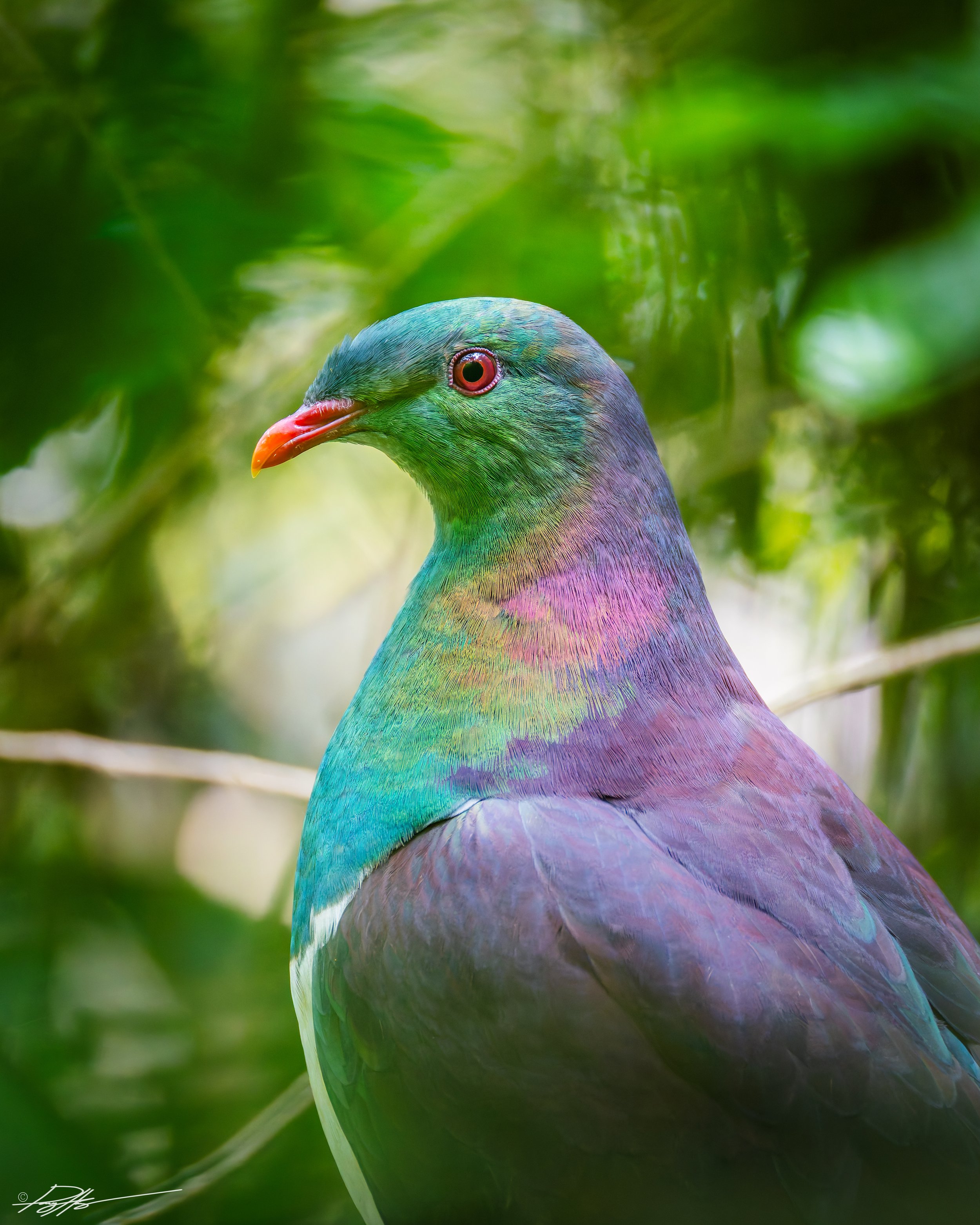 Kereru_Brook Waimarama Sanctuary_02-12-26.jpg