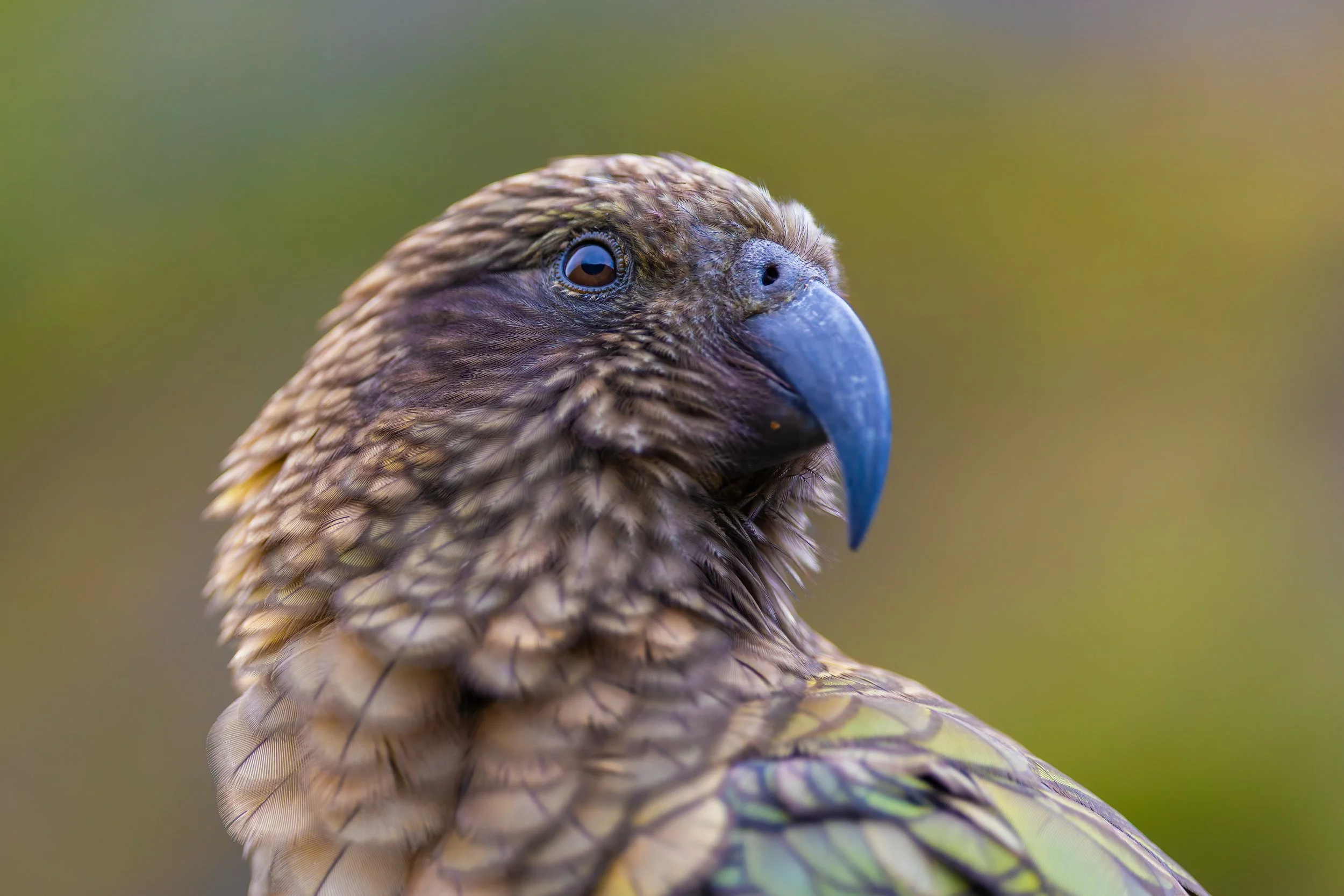 Kea_Arthur's Pass_03-19-26_1.jpg