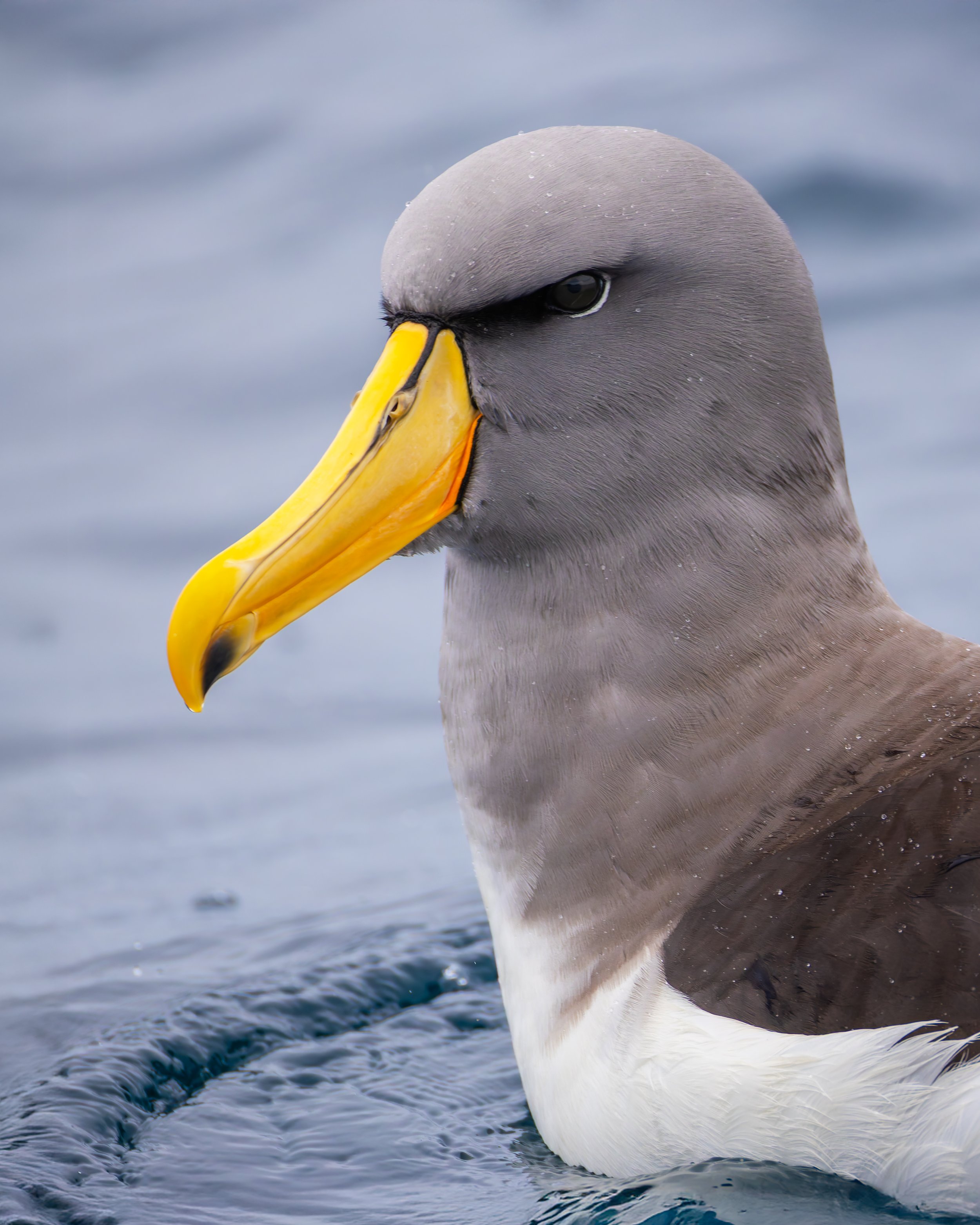 Chatham Albratross_Southeast Island_12.18.2025.jpg