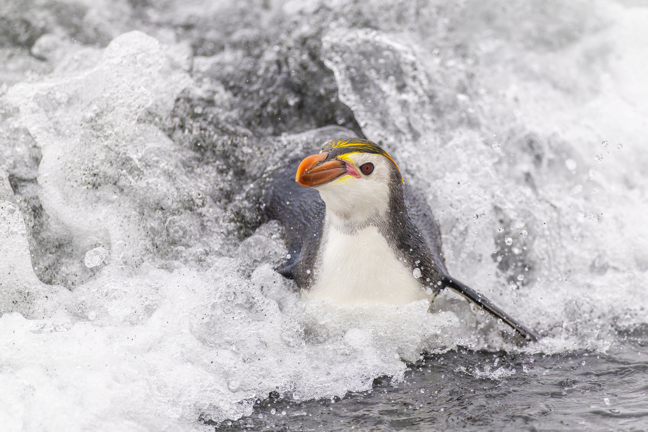 Royal Penguin_Sandy Bay_12.12.2025.jpg