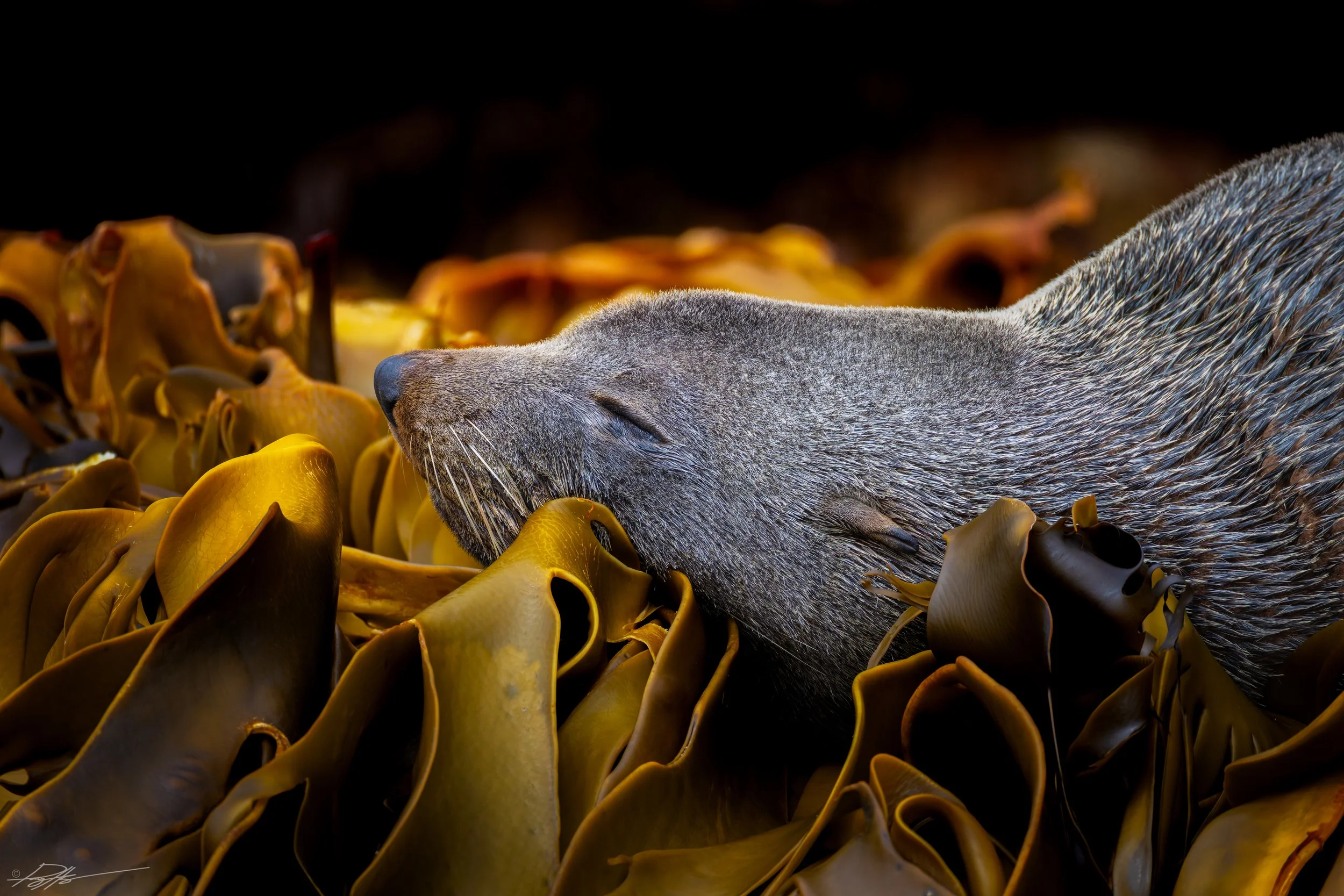 New Zealand Fur Seal_Snares Islands_2.4.25.jpg