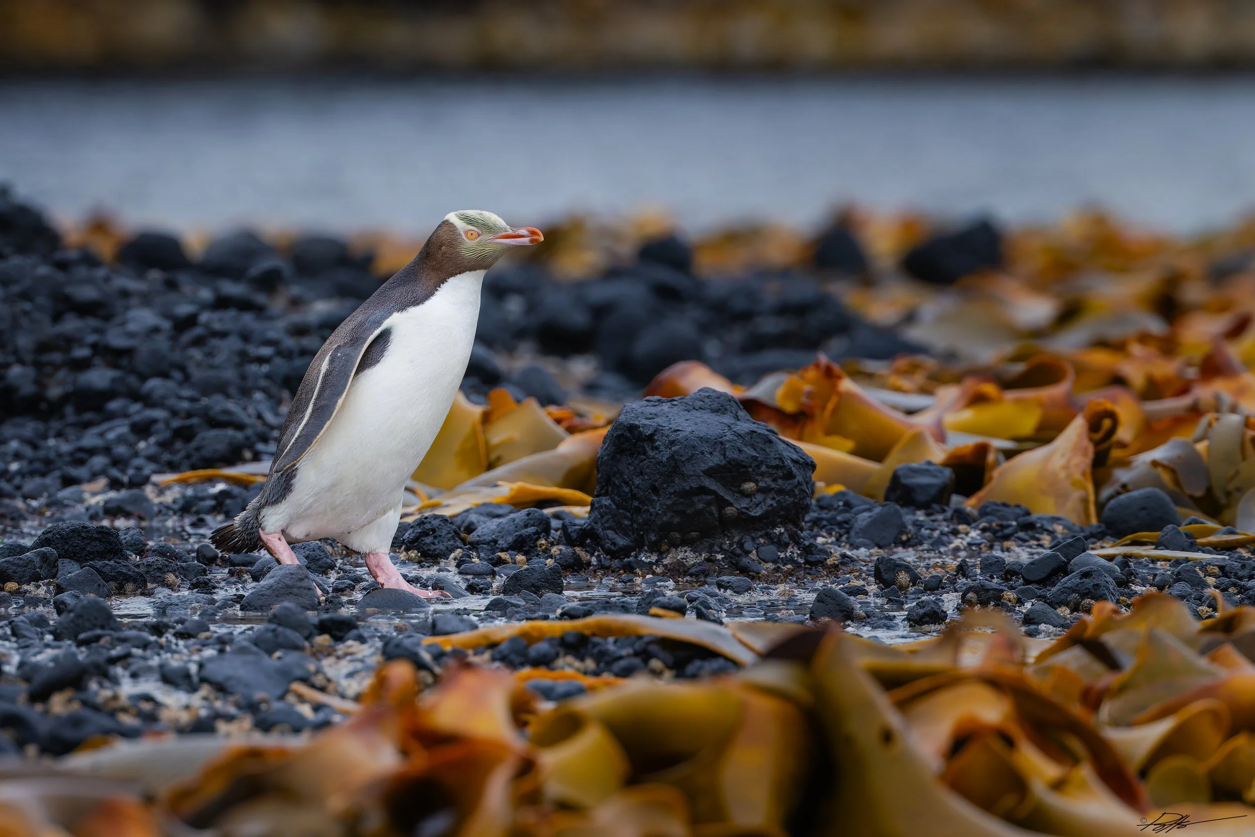 Yellow Eyed Penguin_Enderby Island_2.5.25.jpg