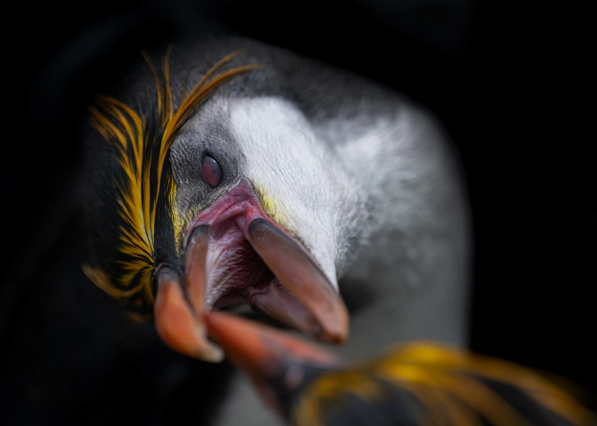 Royal Penguin_Sandy Bay_12.12.2025_3.jpg