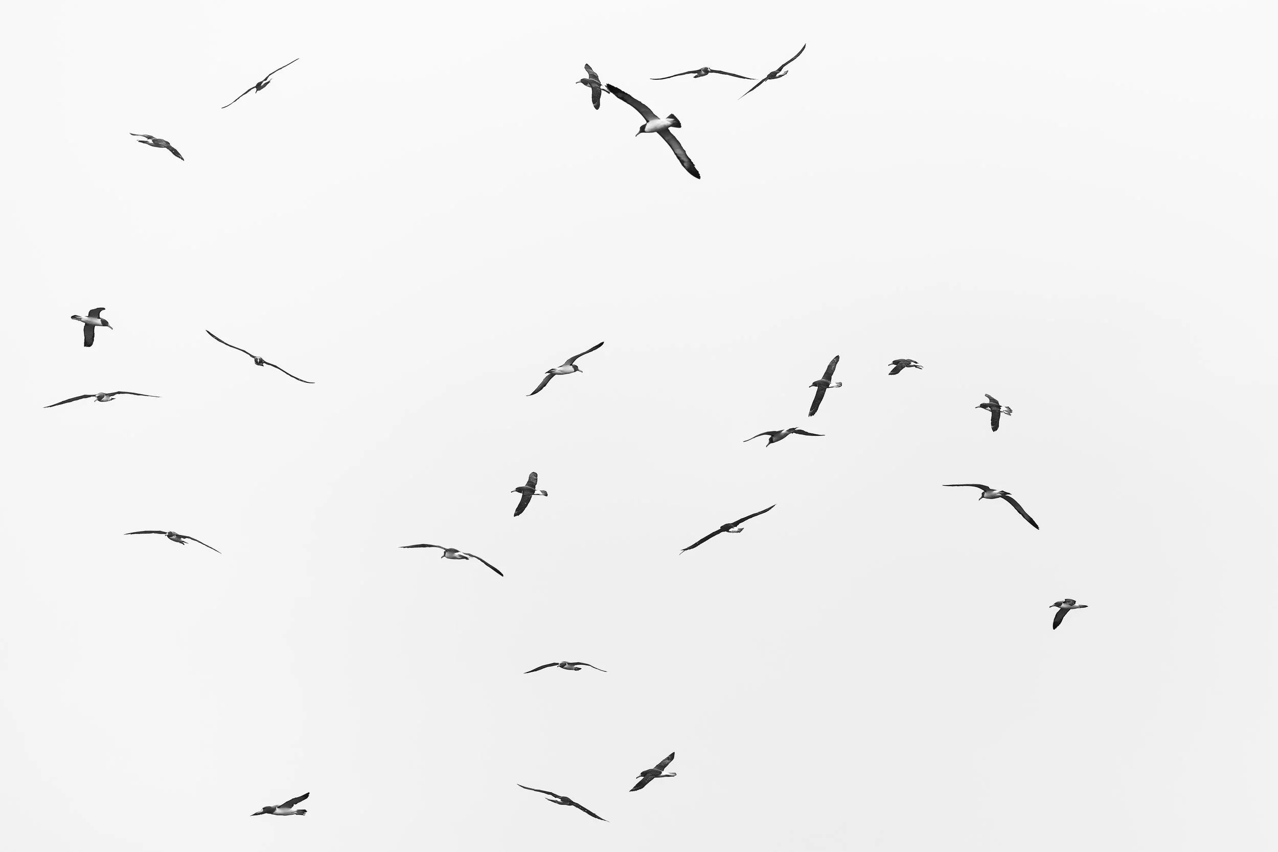 Chatham Albratrosses_The Pyramid_12.18.2025.jpg