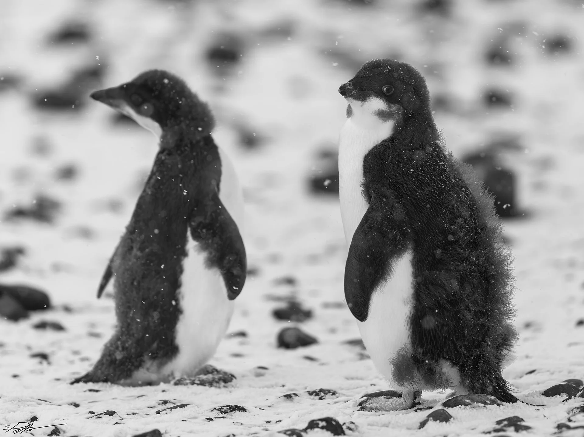 Adelie Penguin_Cape Bird_02.16.2025_1.jpg